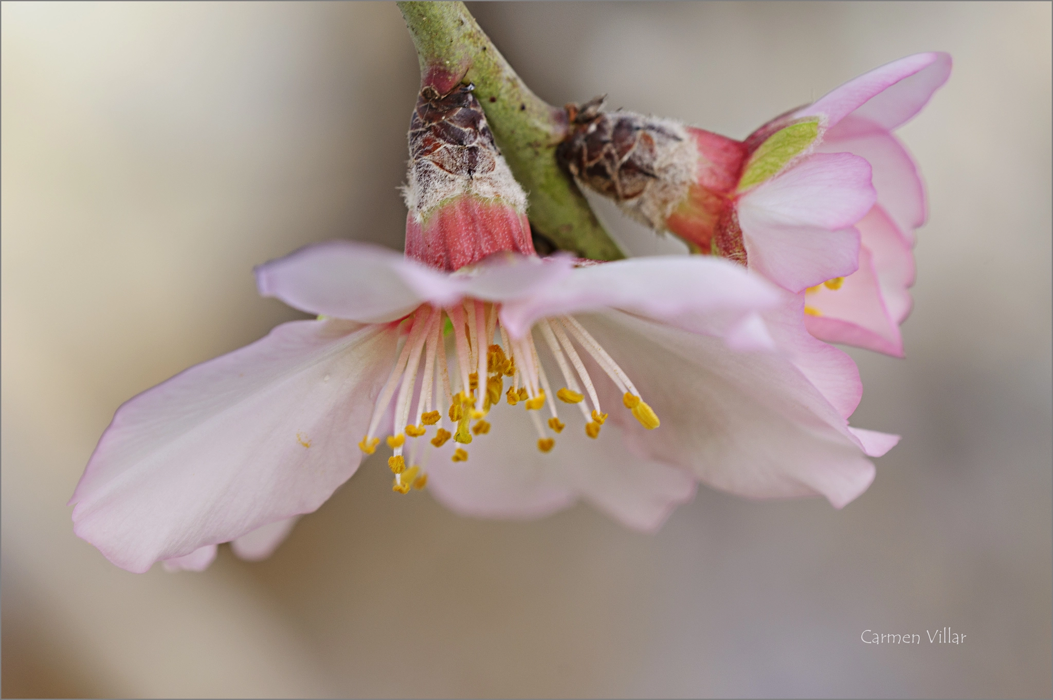 Sigma 150mm F2.8 EX DG OS Macro HSM sample photo. Intimate experience photography