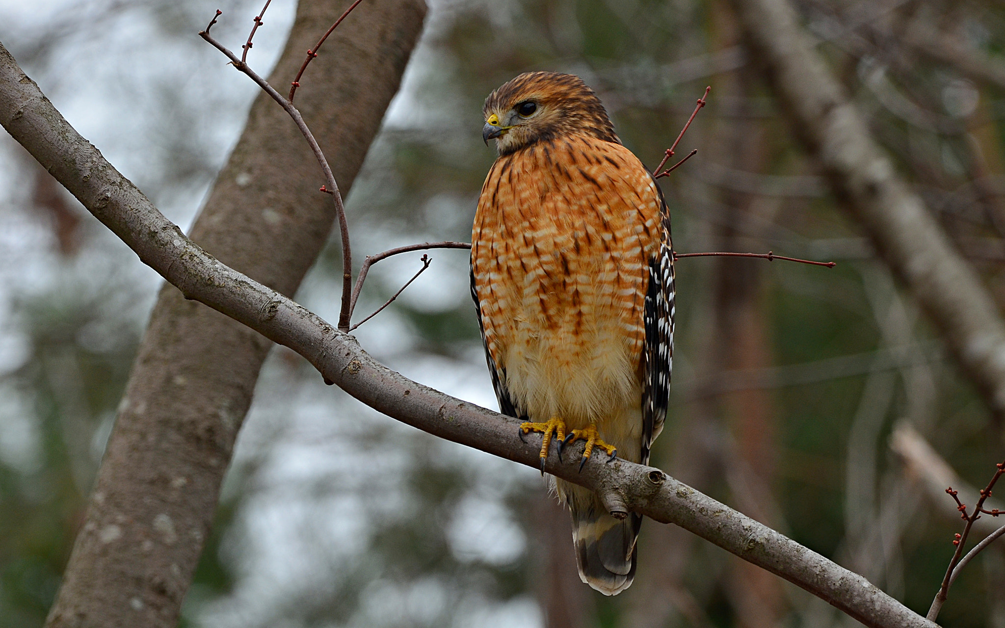 Nikon AF-S Nikkor 200-500mm F5.6E ED VR sample photo. Red-shouldered hawk photography