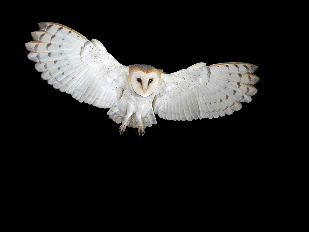 Canon EOS-1D X + Canon EF 17-40mm F4L USM sample photo. Barnowl,  female  photography