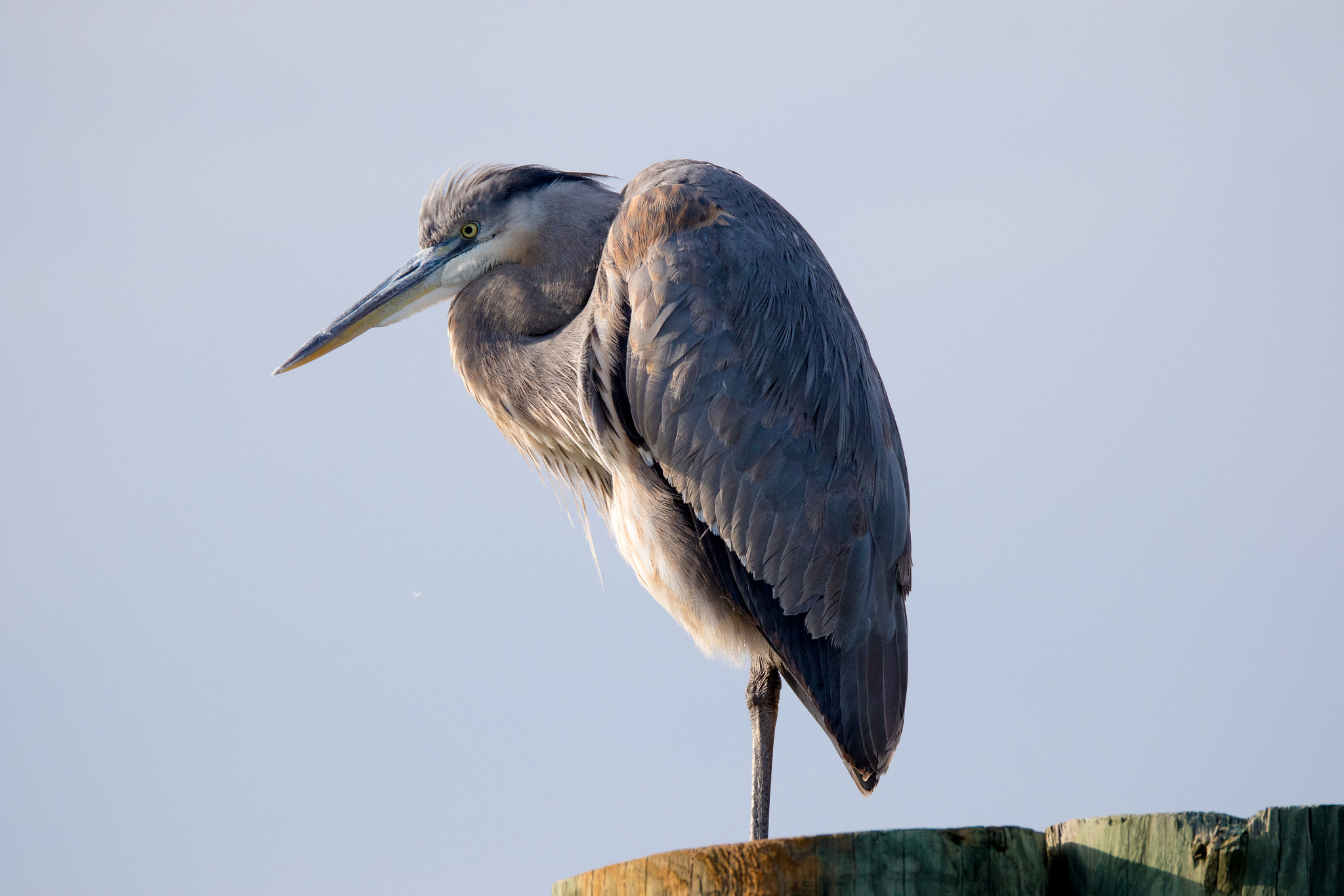 Sigma 150-600mm F5-6.3 DG OS HSM | C sample photo. Great blue heron photography