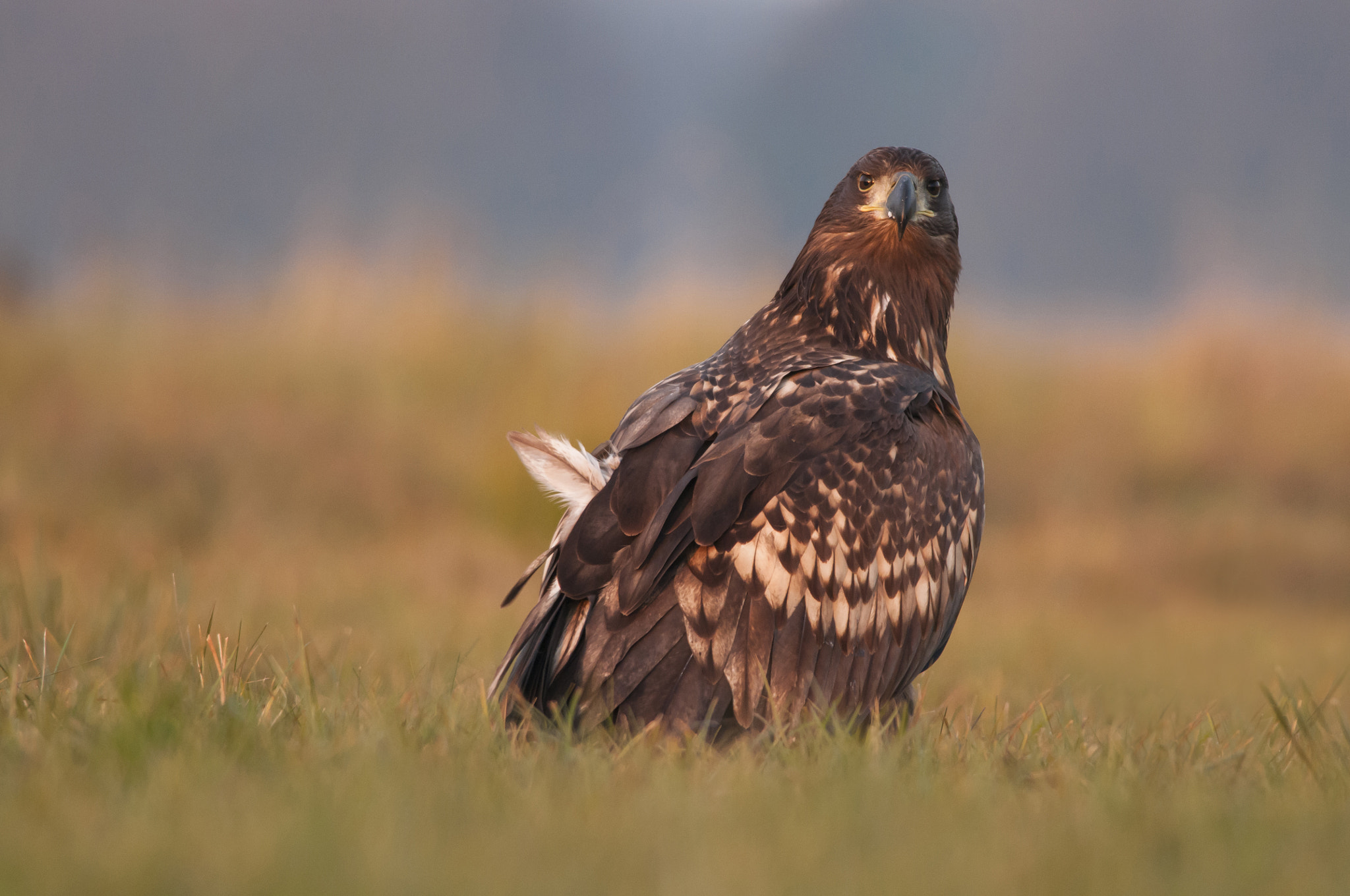 Nikon D300 + Nikon AF-S Nikkor 300mm F4D ED-IF sample photo. Morning imperfections... photography