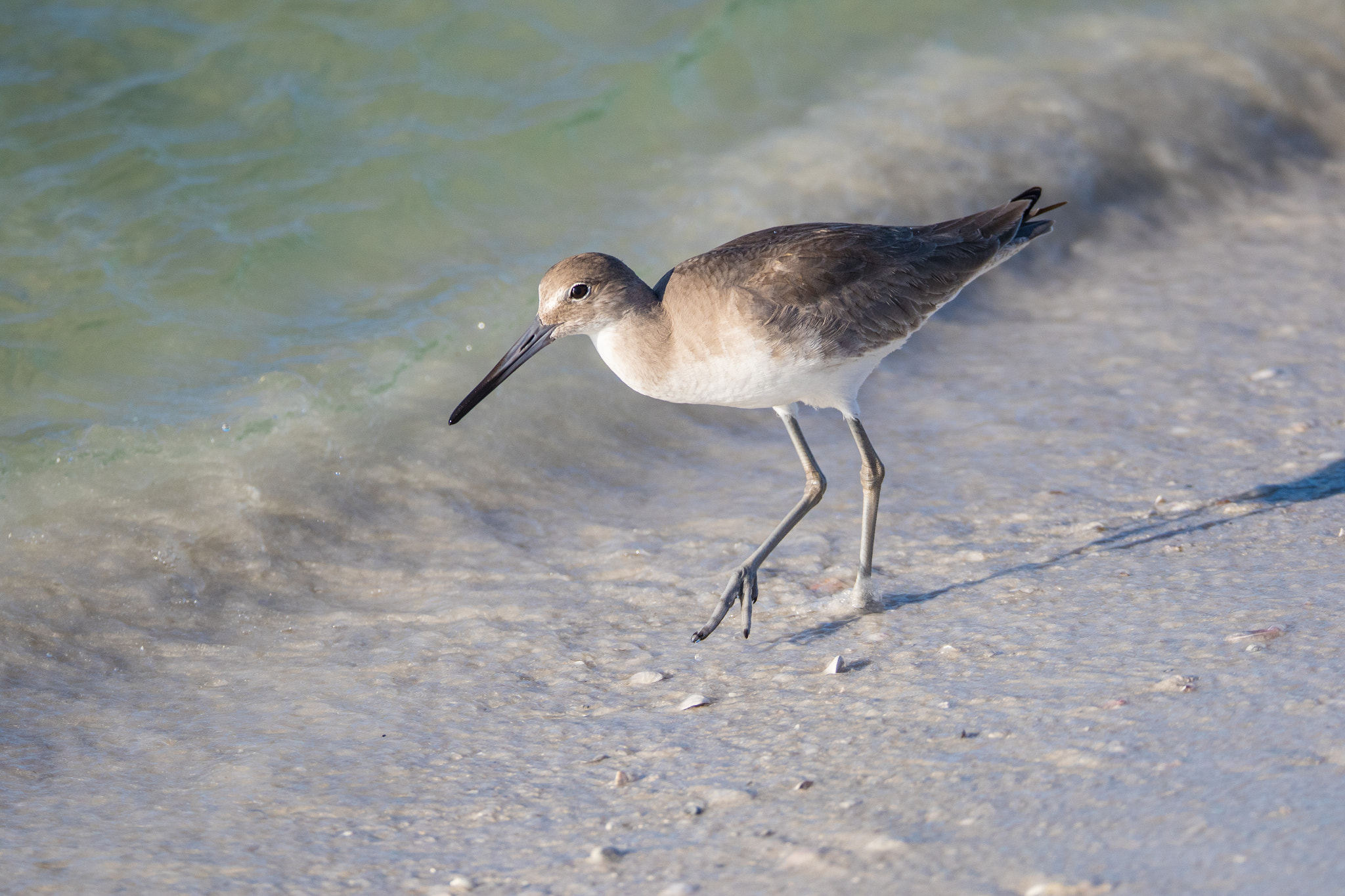 Sigma 150-600mm F5-6.3 DG OS HSM | C sample photo. Willets photography