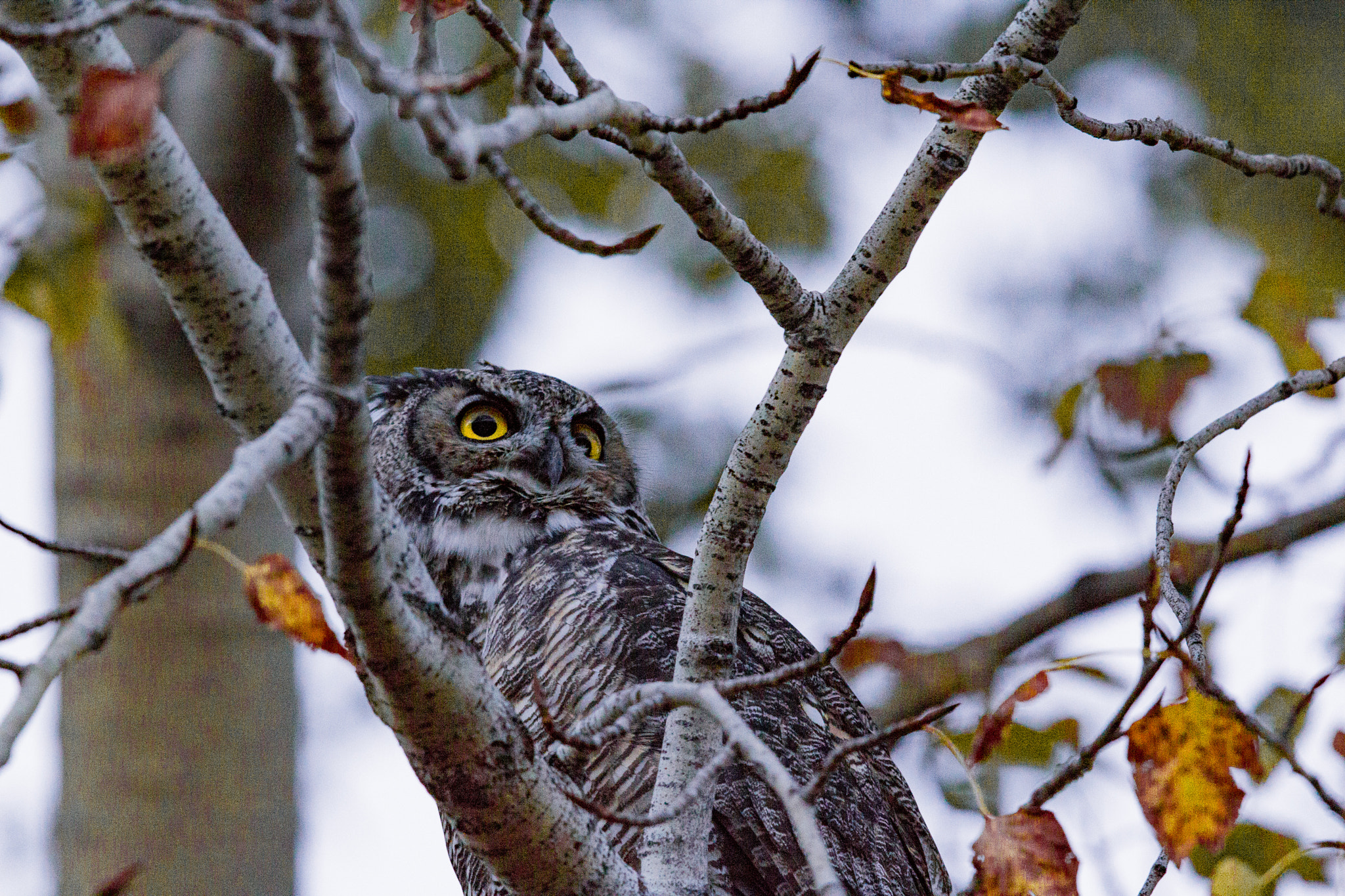 Canon EOS 600D (Rebel EOS T3i / EOS Kiss X5) + Canon EF 600mm F4L IS II USM sample photo. Night owl photography