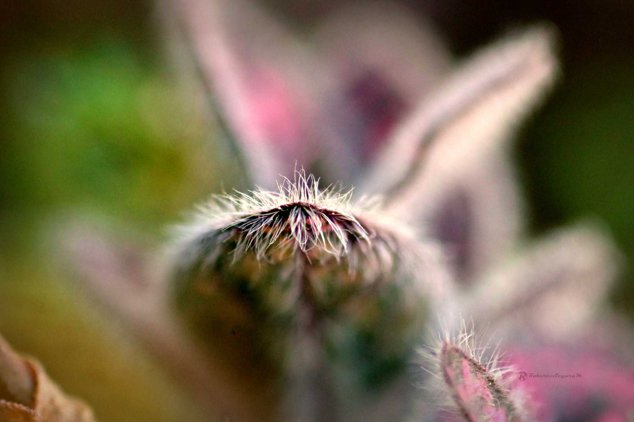 Pentax smc D-FA 100mm F2.8 Macro WR sample photo. Macro photography