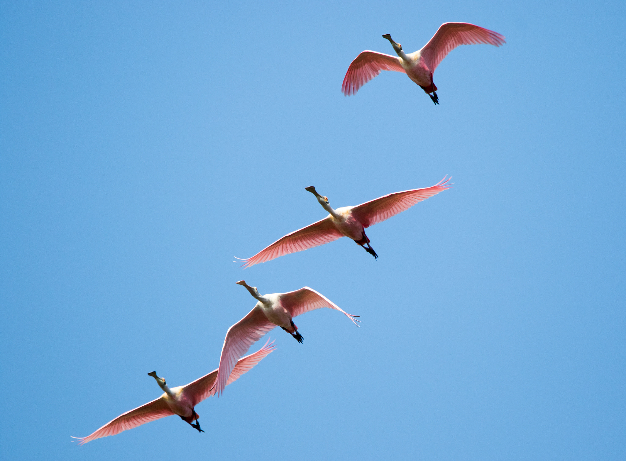 Sigma 150-600mm F5-6.3 DG OS HSM | C sample photo. Roseate spoonbills photography