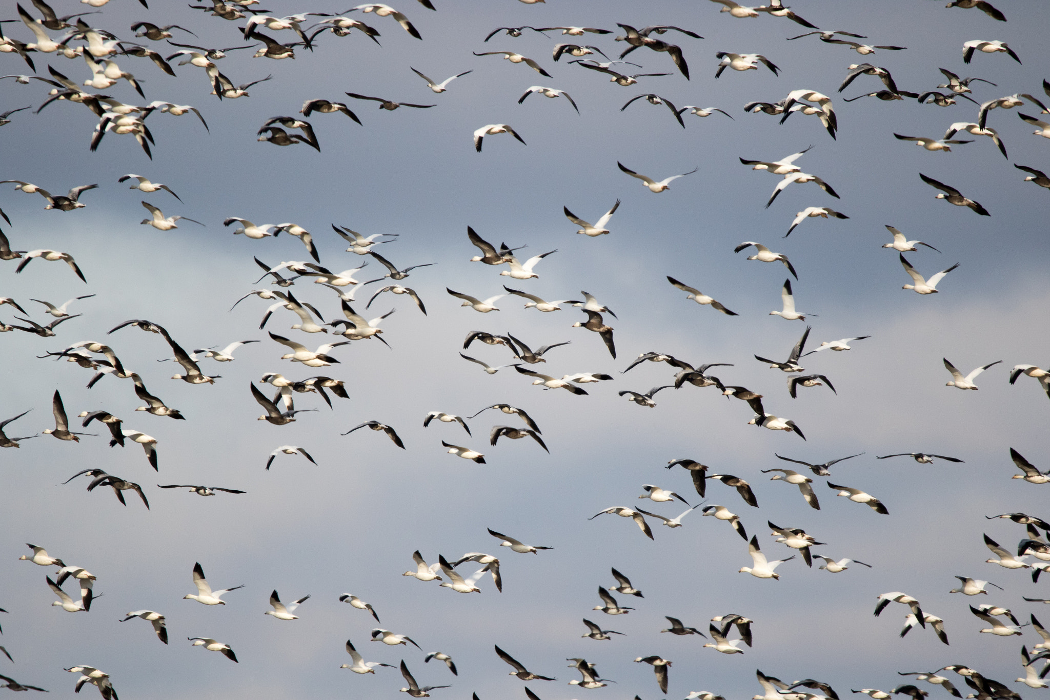 Canon EOS 7D Mark II sample photo. Snow and ross geese photography
