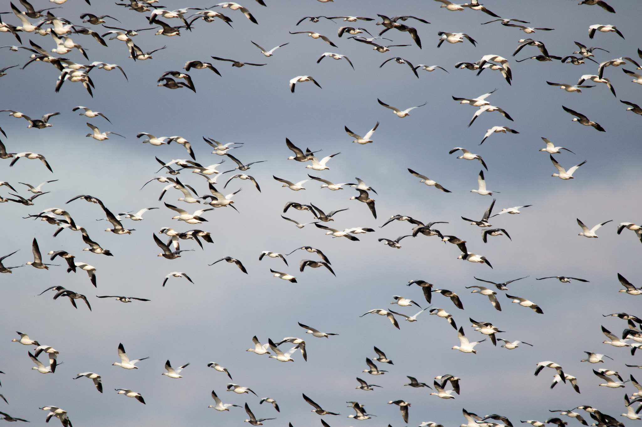 Sigma 150-600mm F5-6.3 DG OS HSM | C sample photo. Snow and ross geese photography