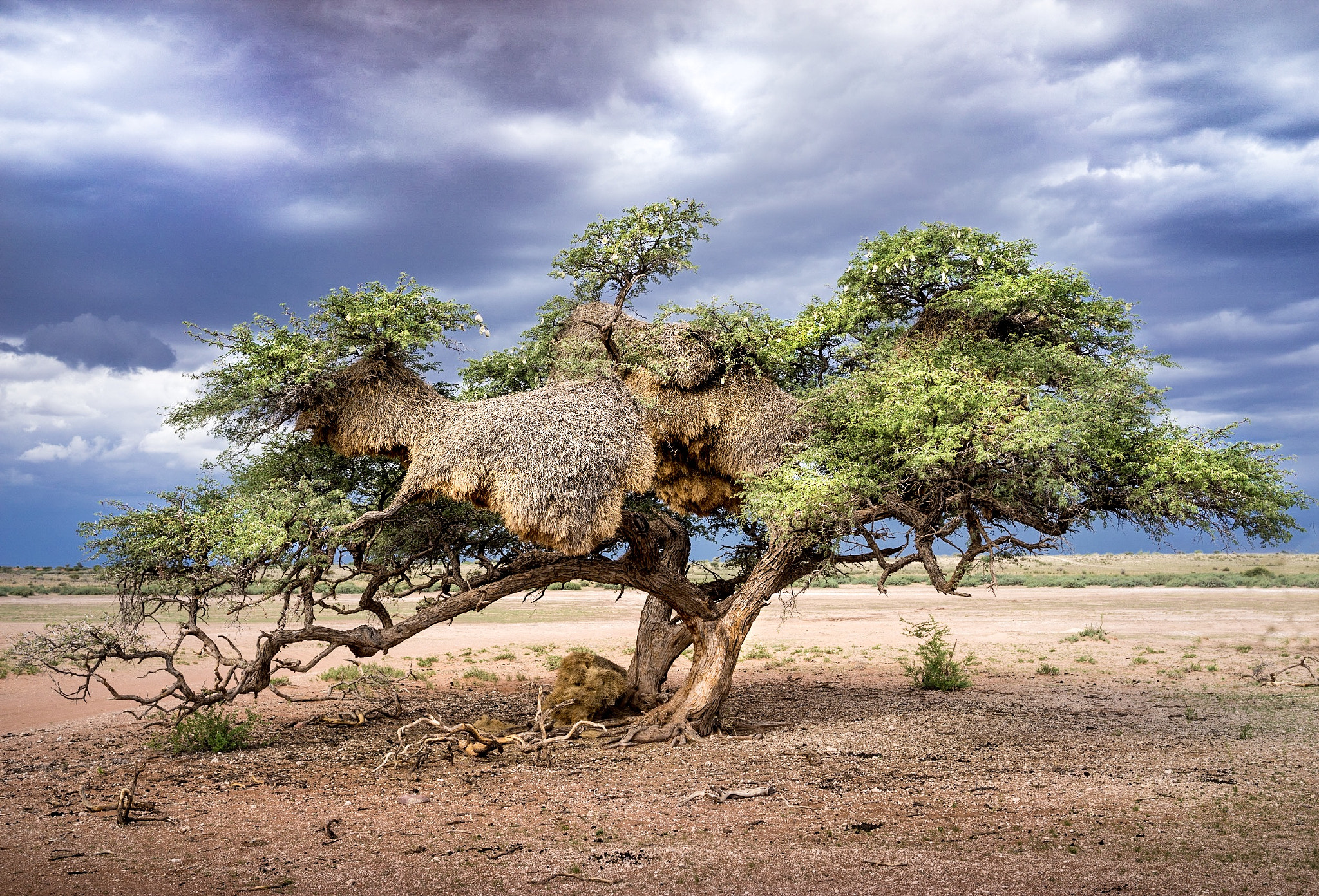 Sony a7R + Sony Sonnar T* FE 35mm F2.8 ZA sample photo. Weaver bird nest. taken in the kalahari desert, namibia. photography