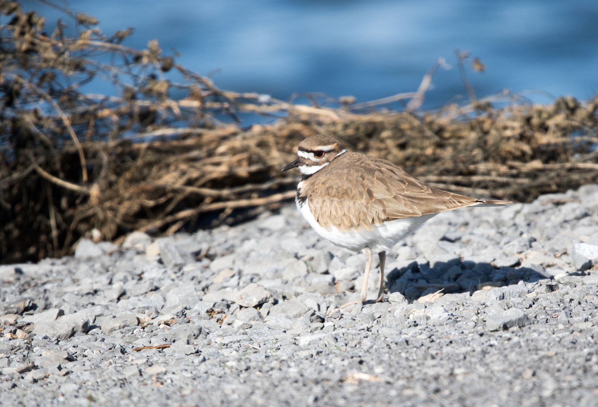 Sigma 150-600mm F5-6.3 DG OS HSM | C sample photo. Kildeer photography