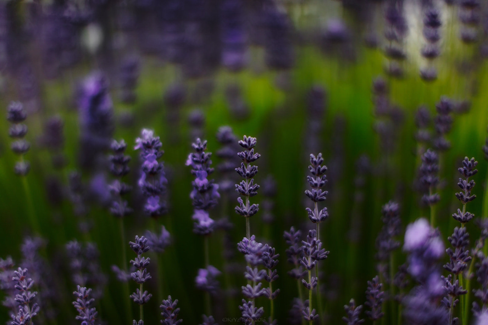 Canon EOS 5DS + Canon EF 50mm F1.2L USM sample photo. Lavender forest photography
