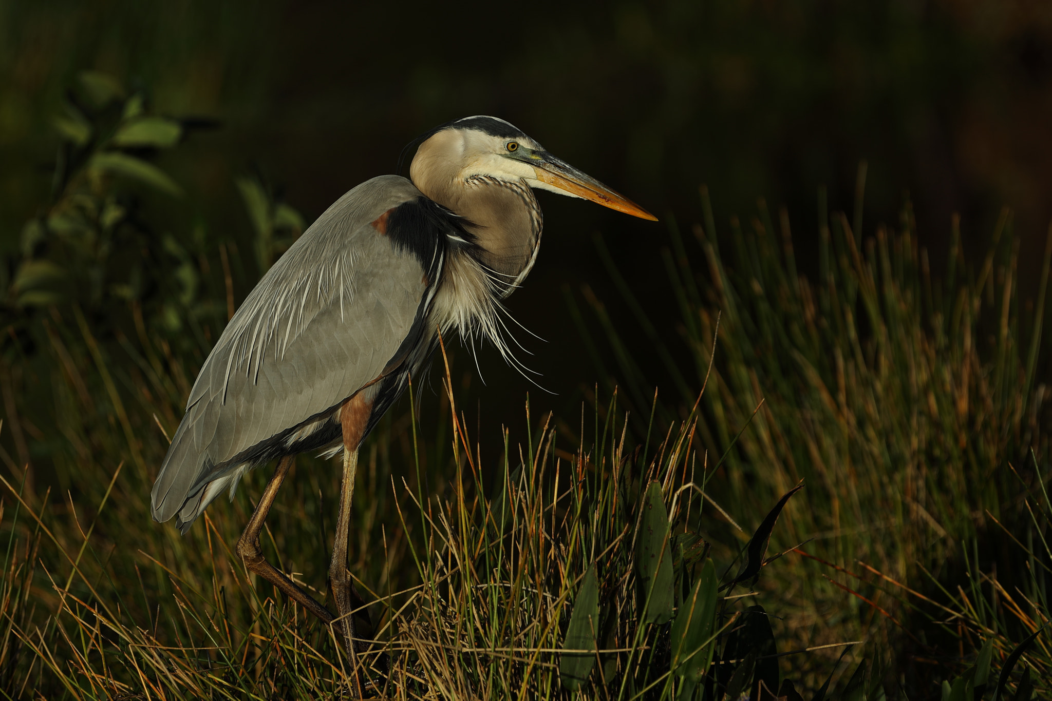 Canon EF 300mm F2.8L IS USM sample photo. Great blue heron - ardea herodias photography