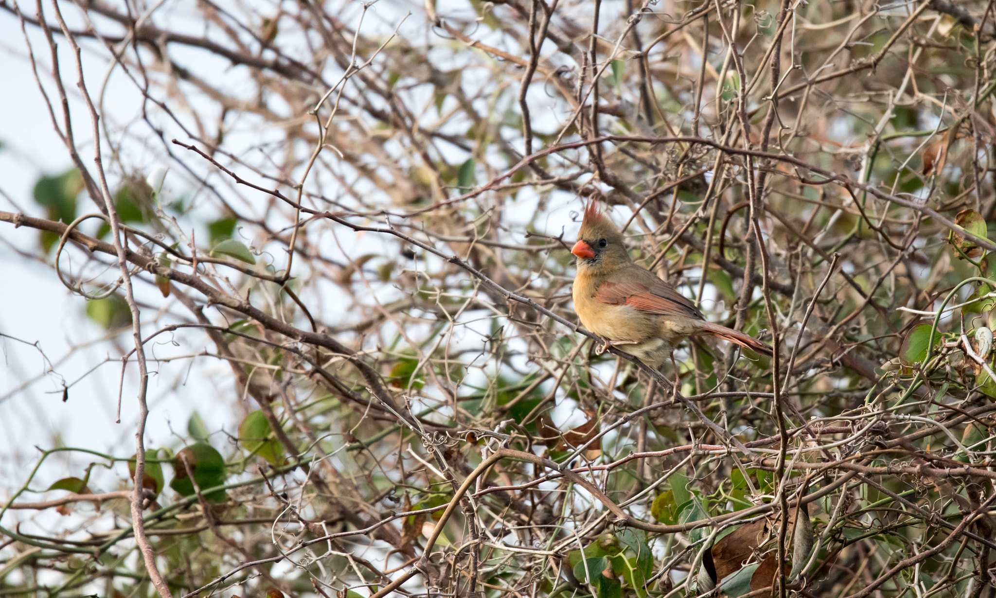 Sigma 150-600mm F5-6.3 DG OS HSM | C sample photo. Female american cardinal photography