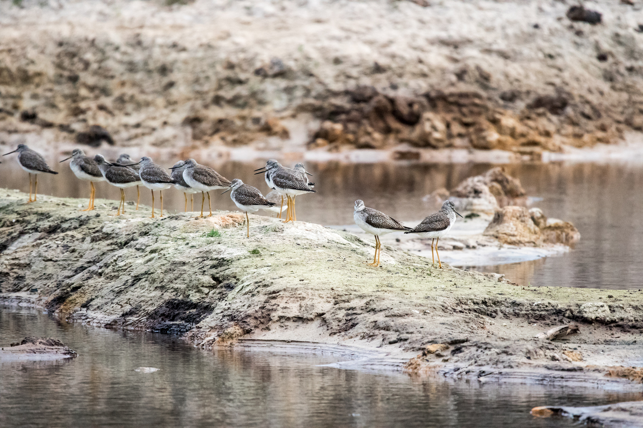 Sigma 150-600mm F5-6.3 DG OS HSM | C sample photo. Greater yellowlegs photography