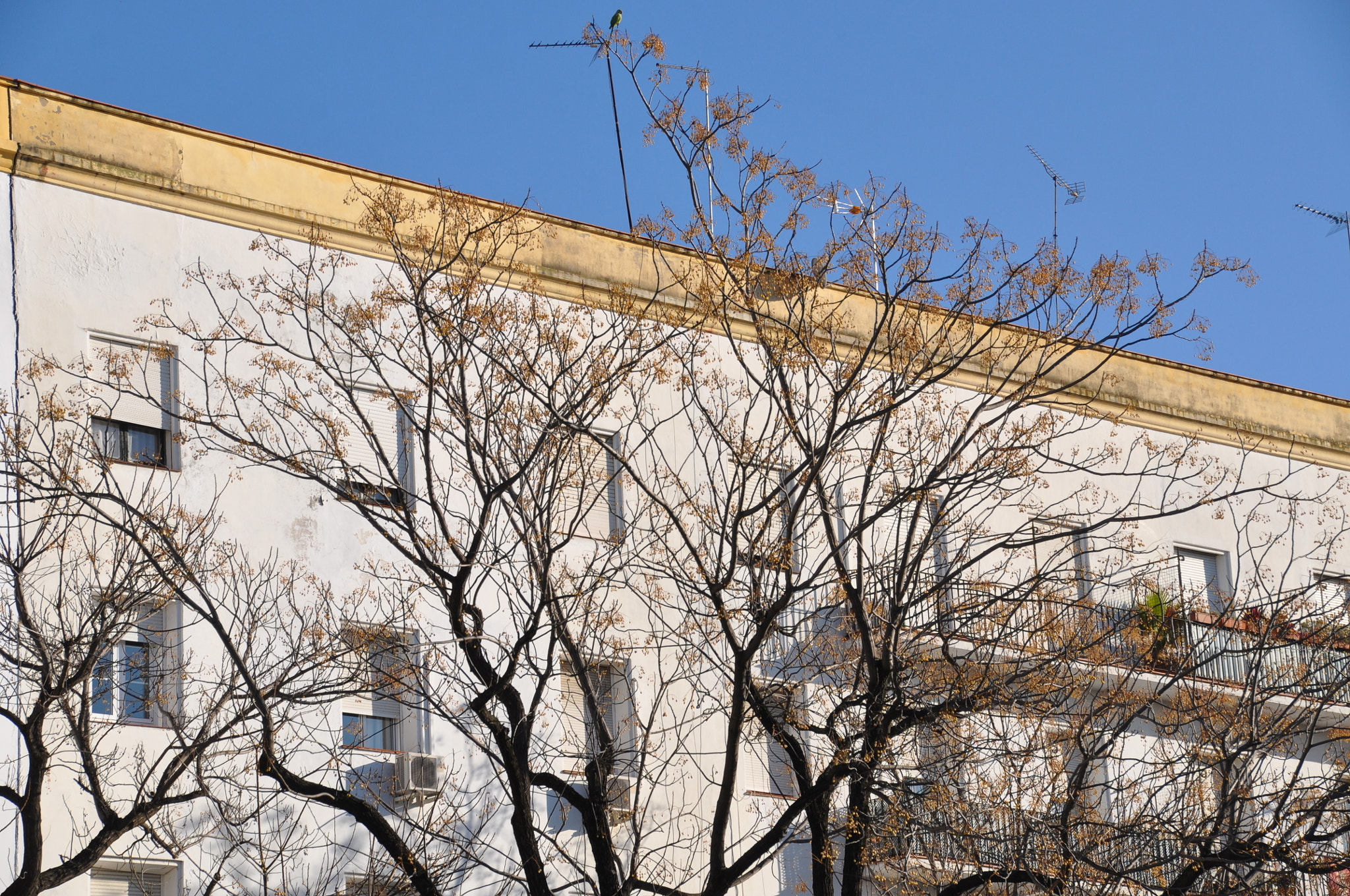 Sigma 18-200mm F3.5-6.3 II DC OS HSM sample photo. Guess where the parrot is! photography