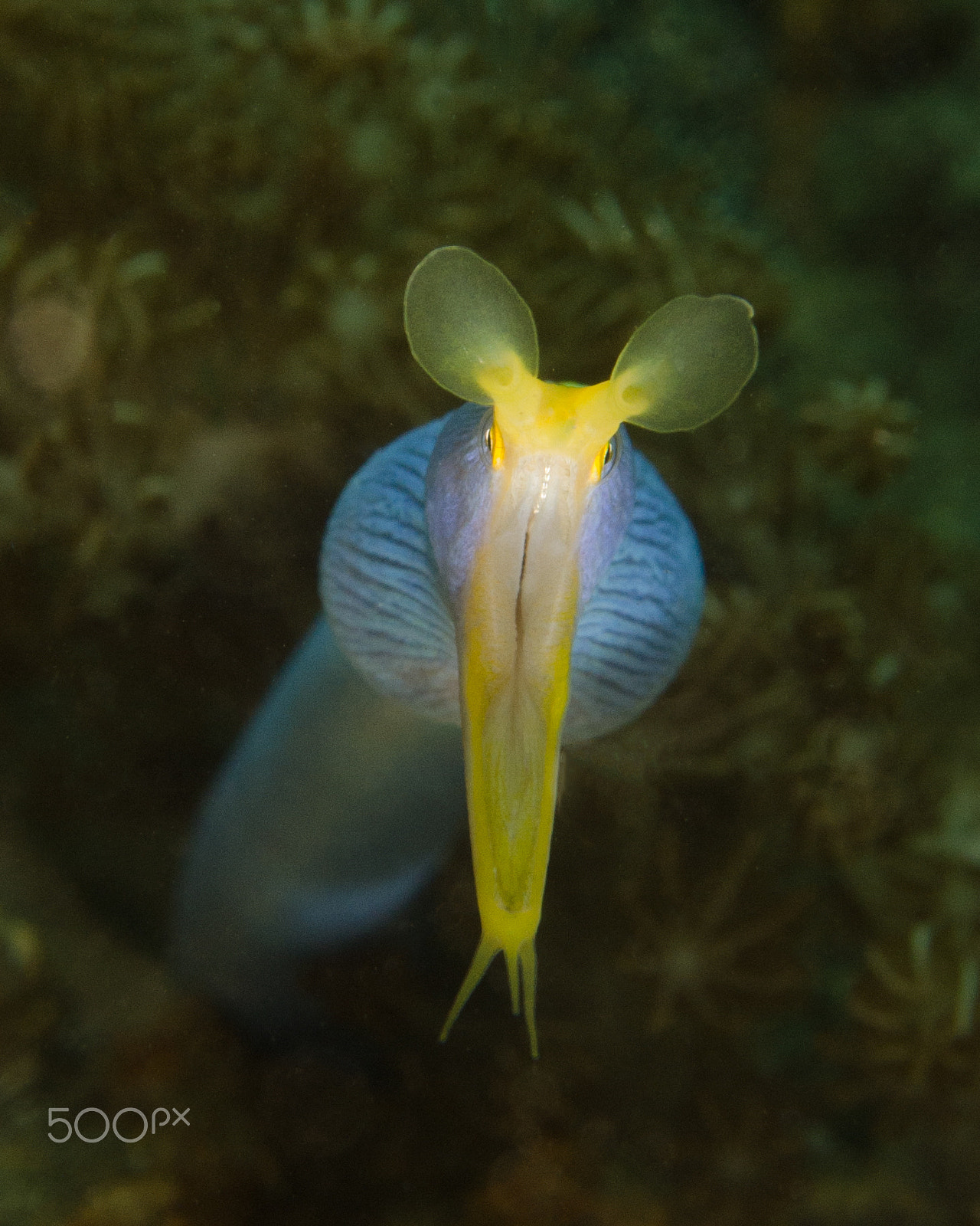 Nikon D7000 + Nikon AF-S Micro-Nikkor 60mm F2.8G ED sample photo. A ribbon eel in indonesia photography