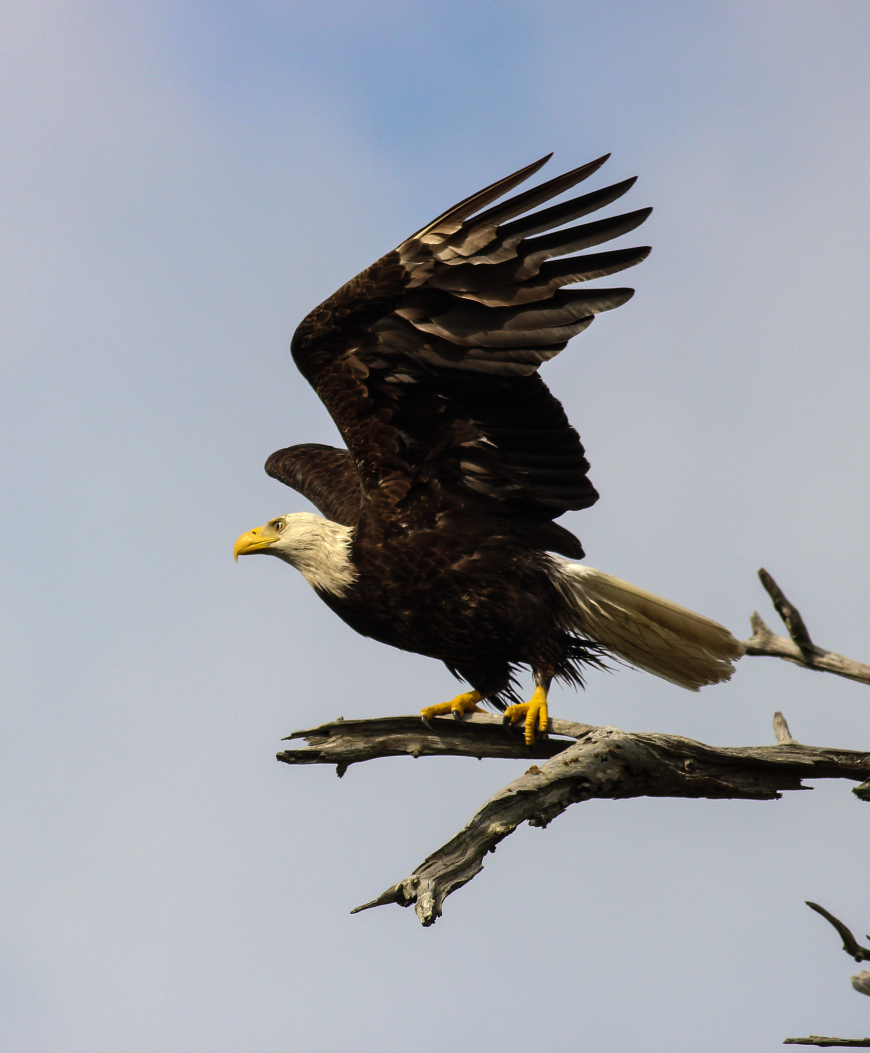 Canon EOS 600D (Rebel EOS T3i / EOS Kiss X5) + Canon EF 400mm F5.6L USM sample photo. Jump photography