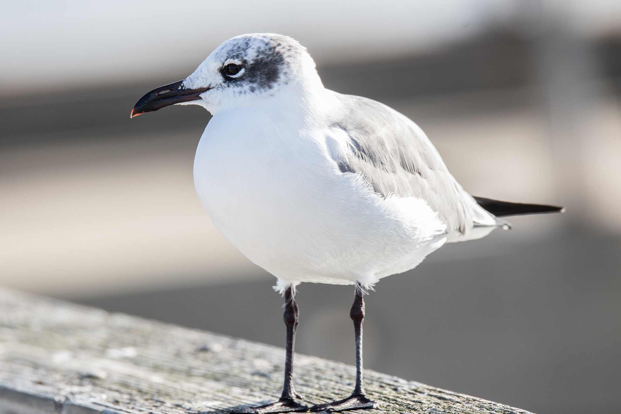 Sigma 150-600mm F5-6.3 DG OS HSM | C sample photo. Laughing gull photography