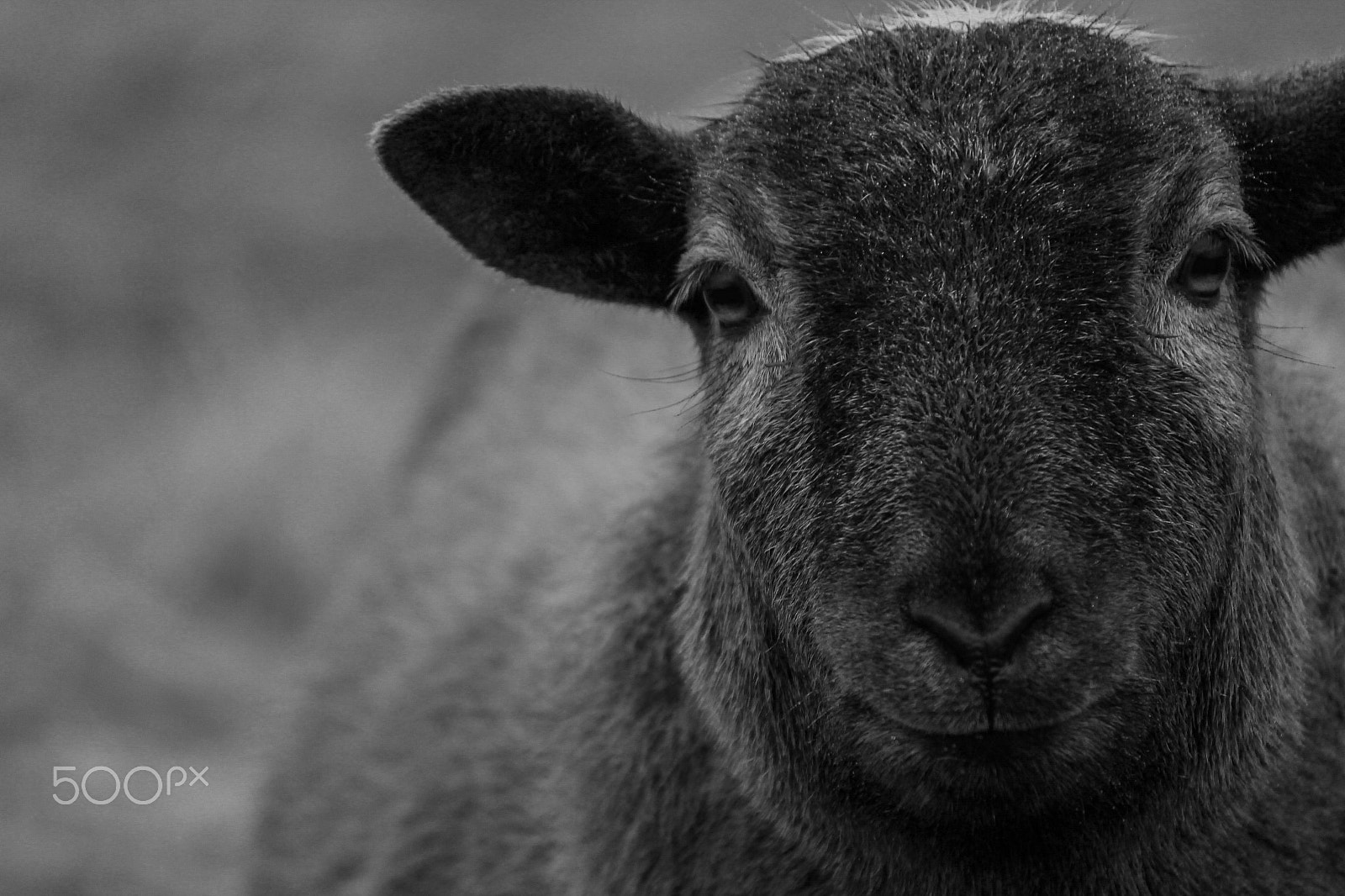 Canon EOS 550D (EOS Rebel T2i / EOS Kiss X4) sample photo. Did ewe miss me? photography