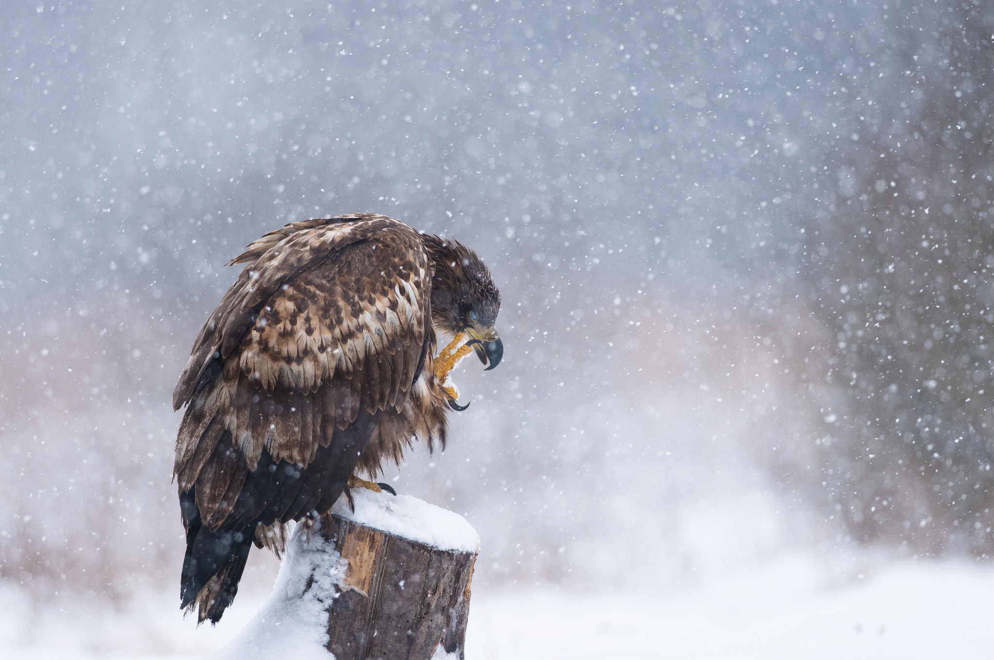 Nikon D300 + Nikon AF-S Nikkor 300mm F4D ED-IF sample photo. Those tickling snowflakes... photography