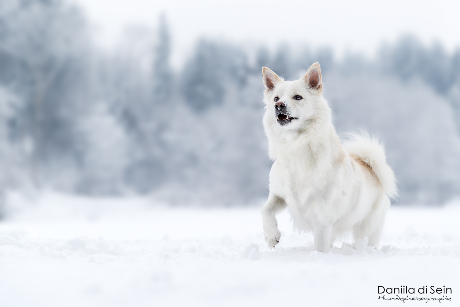 Canon EF 24-70mm F2.8L II USM sample photo. White little wolve photography