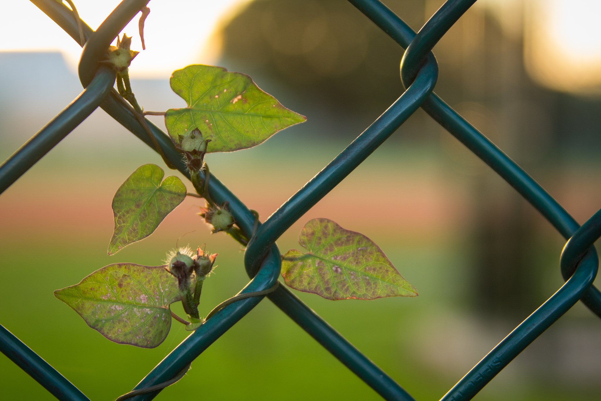 Canon EF 28-300mm F3.5-5.6L IS USM sample photo. Vines and fences photography