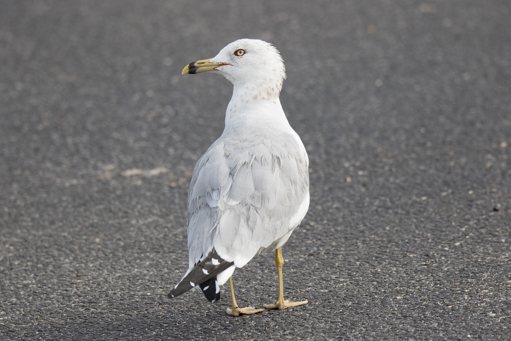 Canon EOS 7D Mark II sample photo. Ring billed gull photography