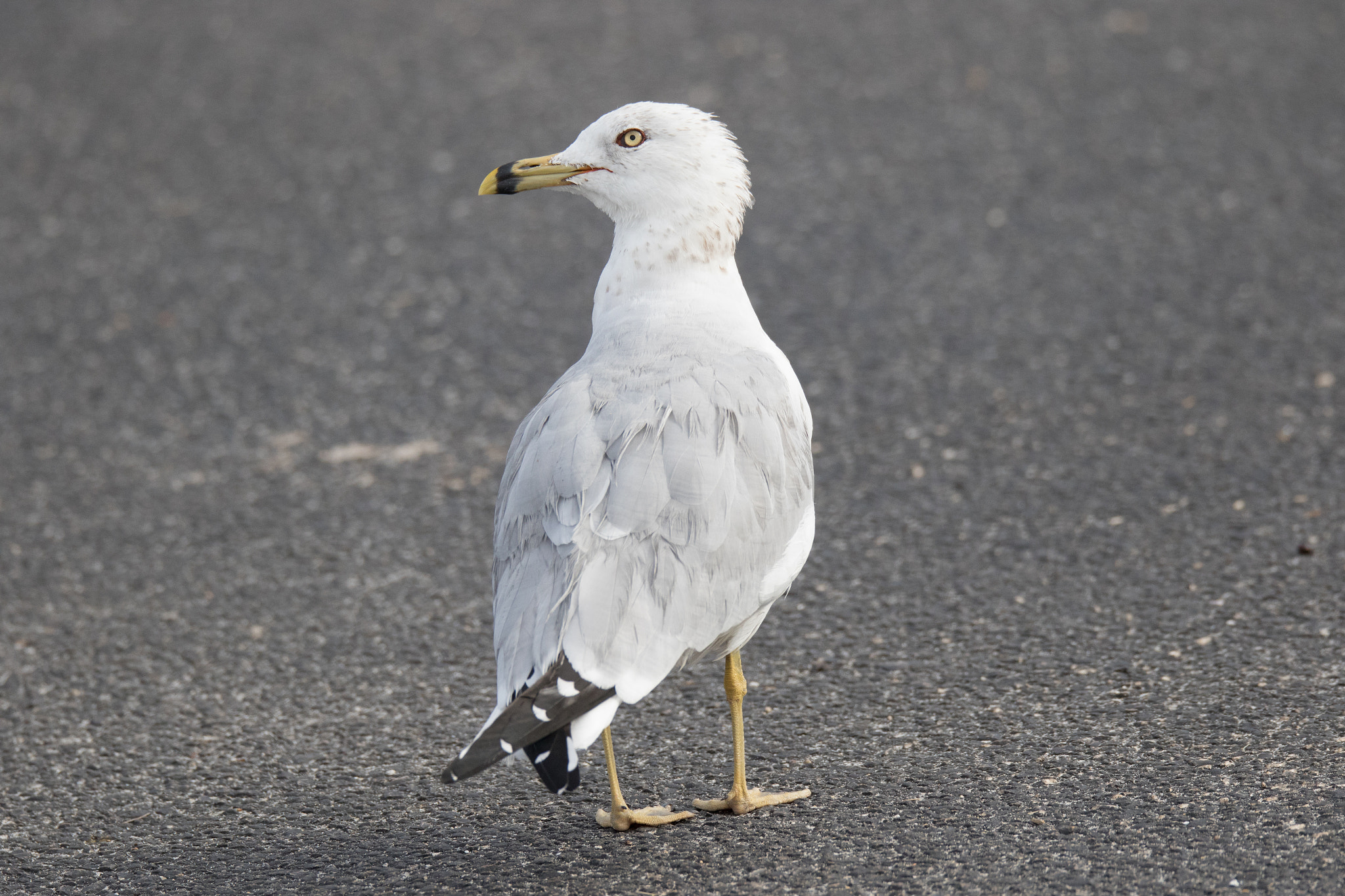 Sigma 150-600mm F5-6.3 DG OS HSM | C sample photo. Ring billed gull photography