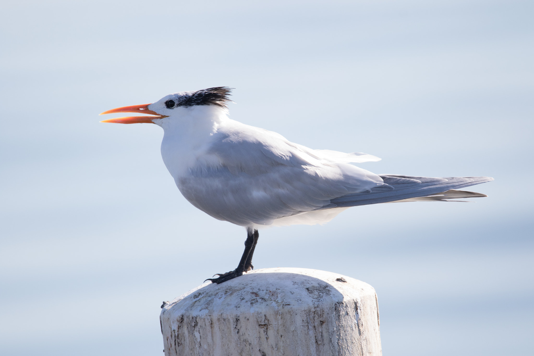 Sigma 150-600mm F5-6.3 DG OS HSM | C sample photo. Royal tern photography