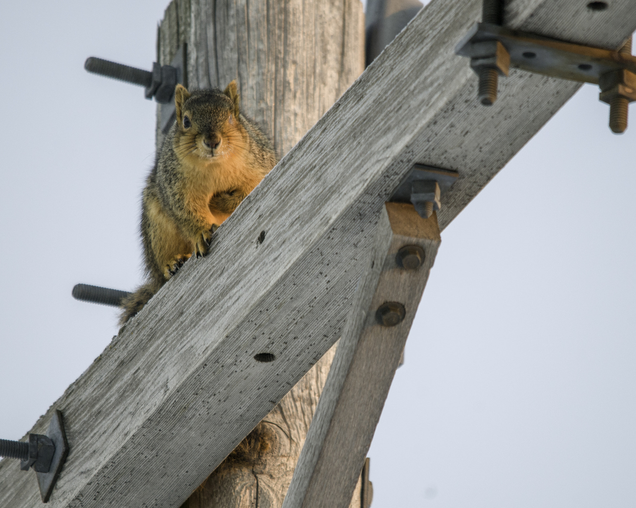 Sigma 150-500mm F5-6.3 DG OS HSM sample photo. Captain jack squirrel photography
