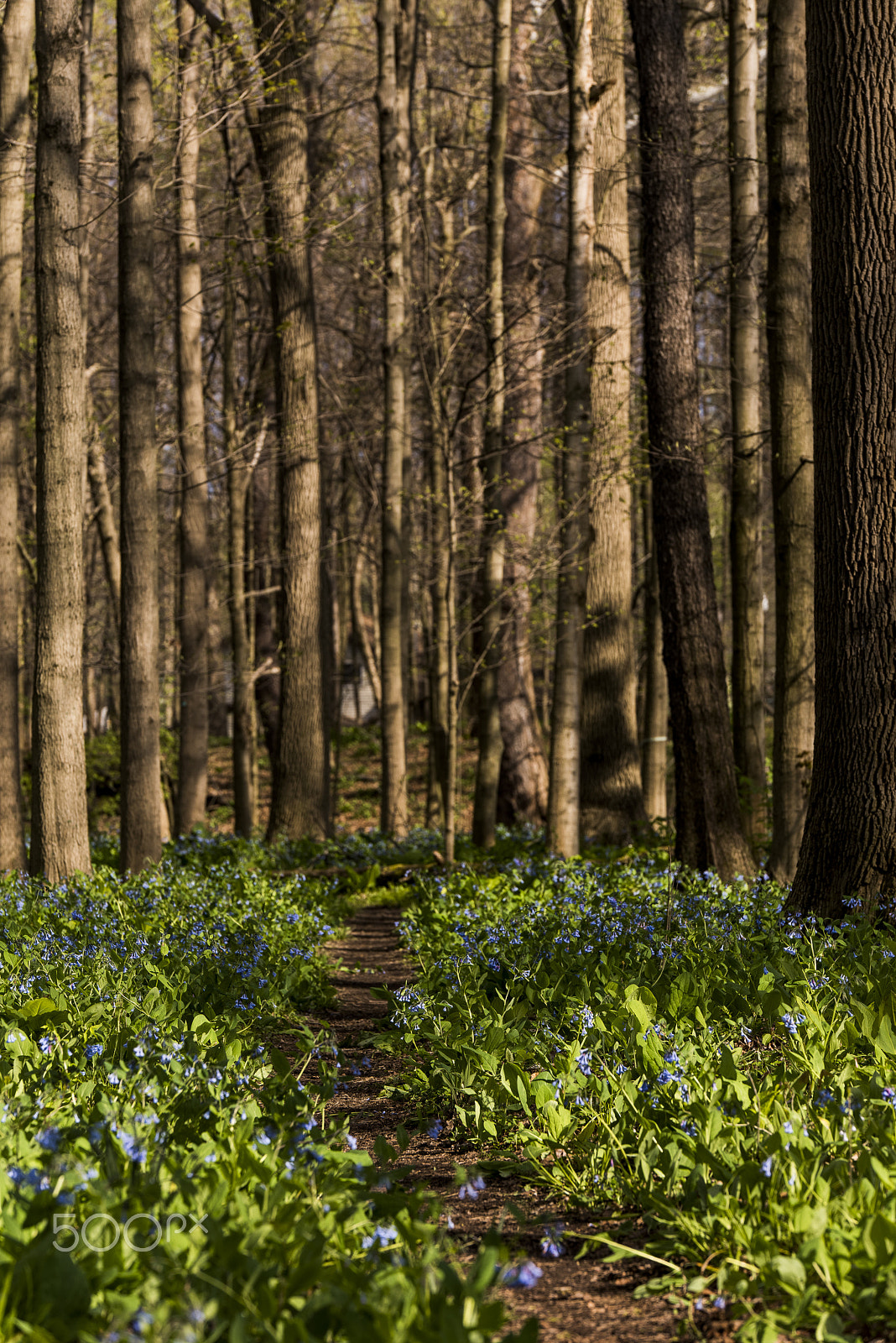 Nikon D810 sample photo. Virginia bluebell forest - poland forest, ohio photography