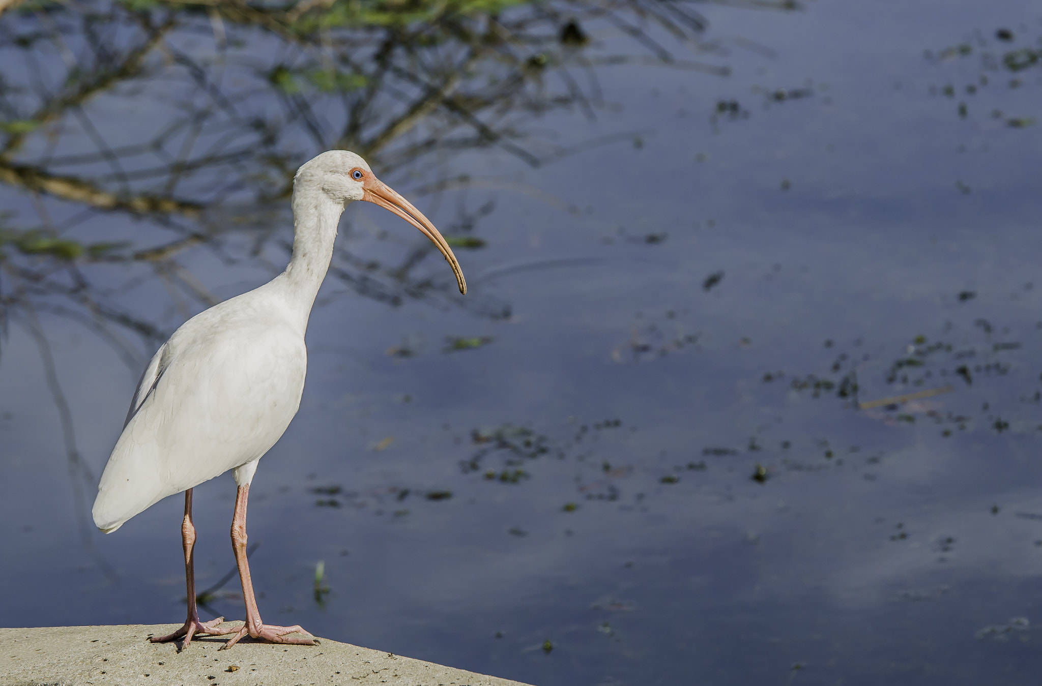 Sigma 18-200mm F3.5-6.3 DC OS HSM sample photo. Ibis custom photography
