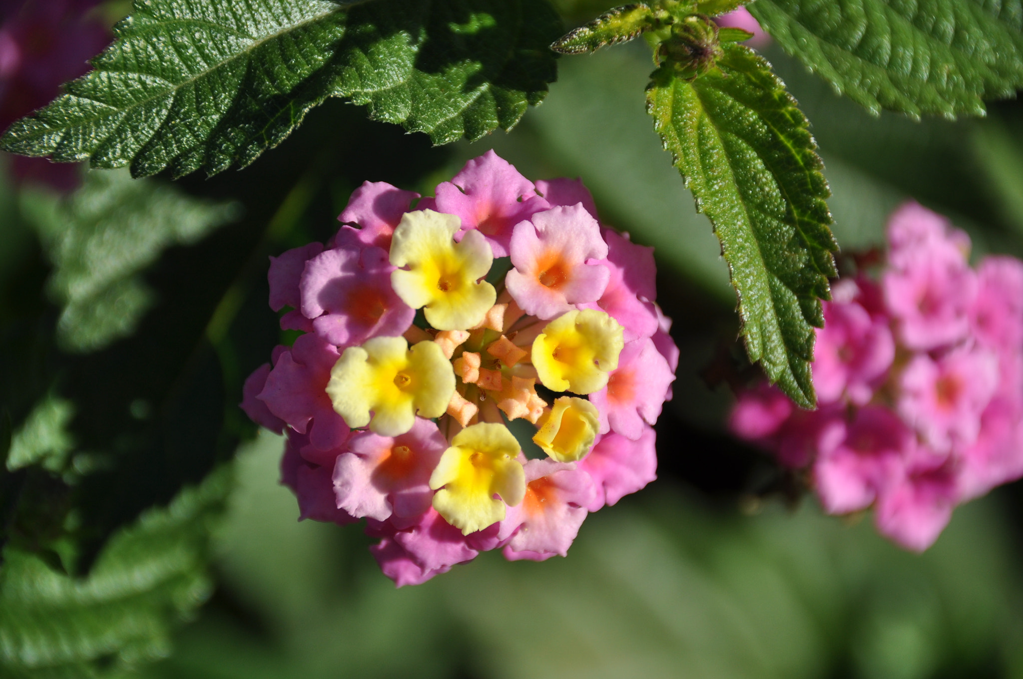 Nikon D90 + Sigma 18-200mm F3.5-6.3 II DC OS HSM sample photo. おはよう photography