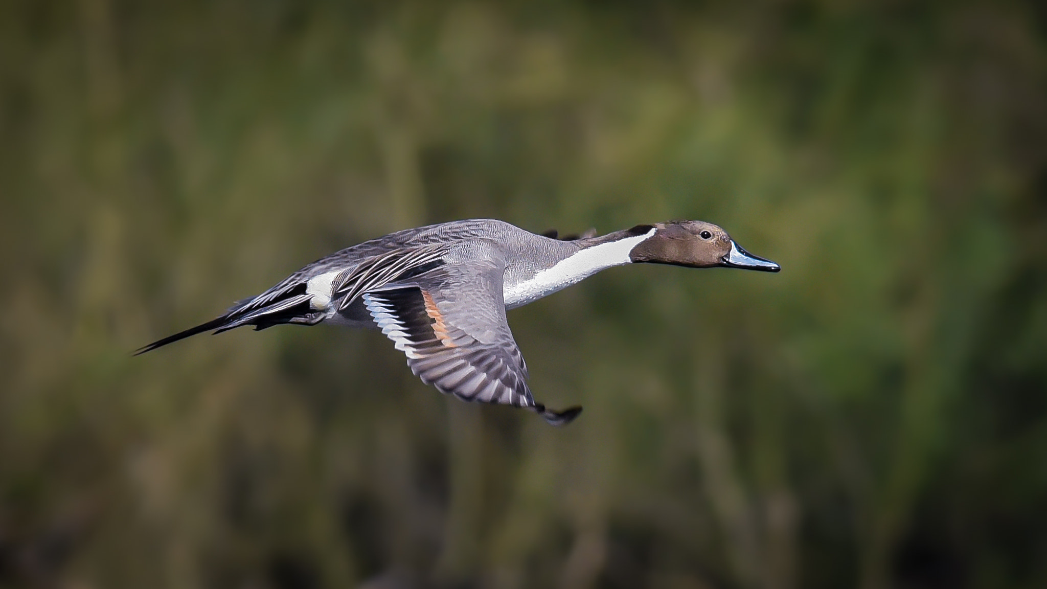 Nikon AF-S Nikkor 300mm F2.8G ED-IF VR sample photo. Northern pintail photography