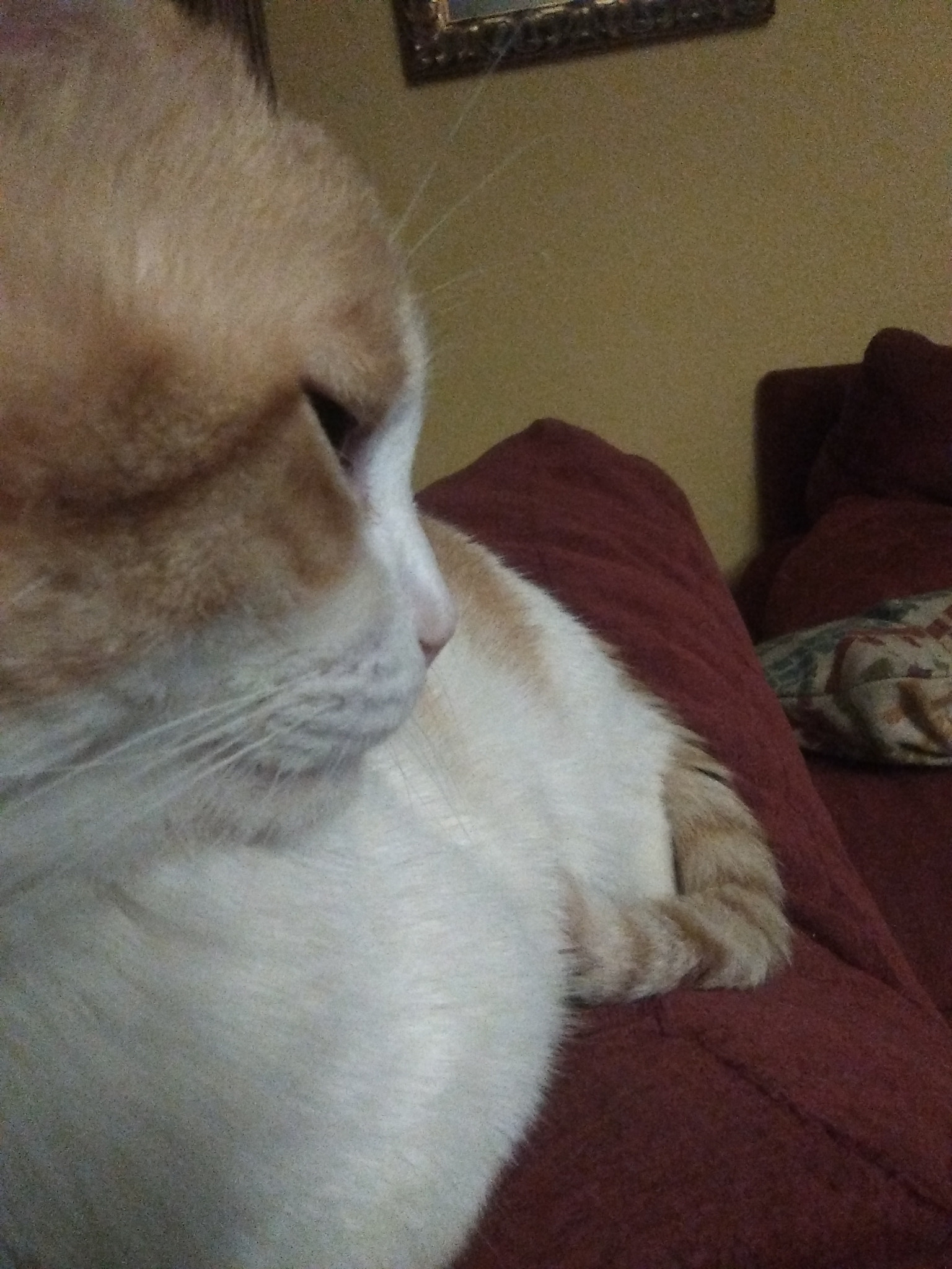 HUAWEI Y635-L01 sample photo