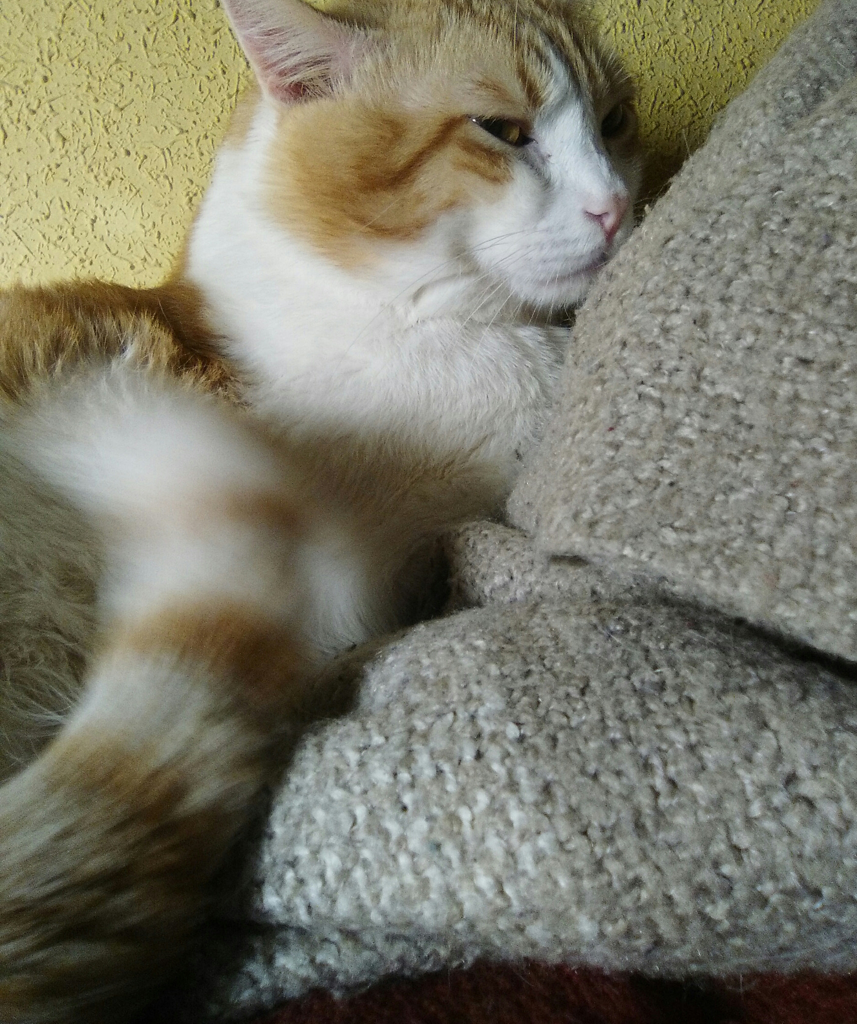HUAWEI Y635-L01 sample photo