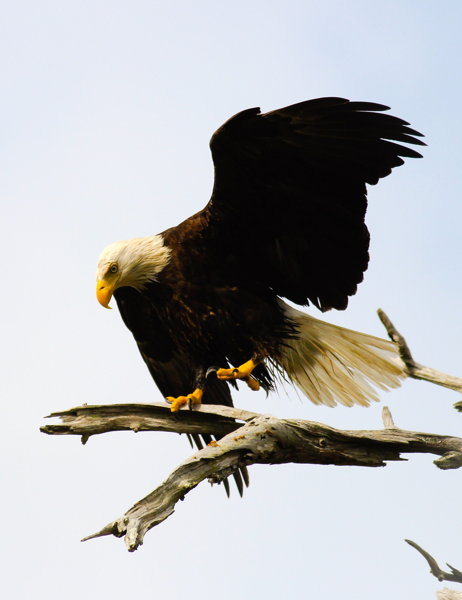 Canon EOS 600D (Rebel EOS T3i / EOS Kiss X5) + Canon EF 400mm F5.6L USM sample photo. Landing eagle photography