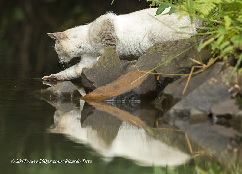 Canon EOS-1D Mark IV + Canon EF 400mm F2.8L IS USM sample photo