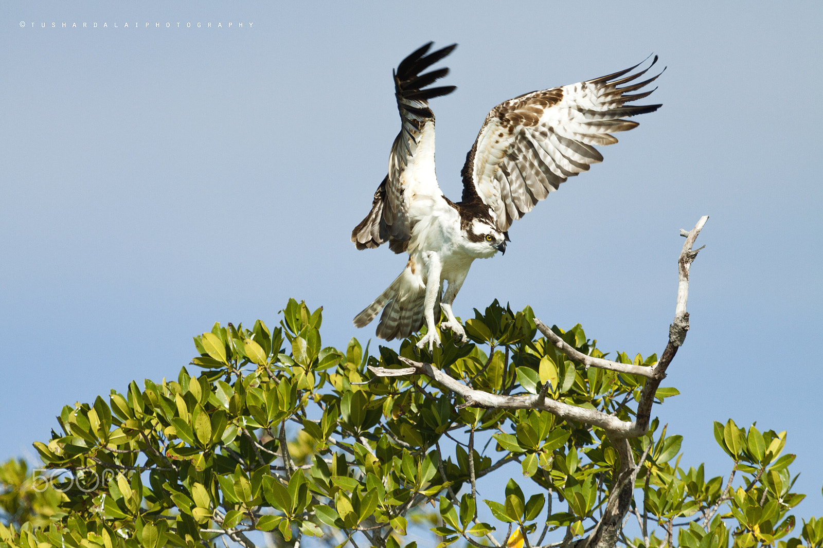 Canon EF 100-400mm F4.5-5.6L IS USM sample photo. Ospray and everglades national park photography