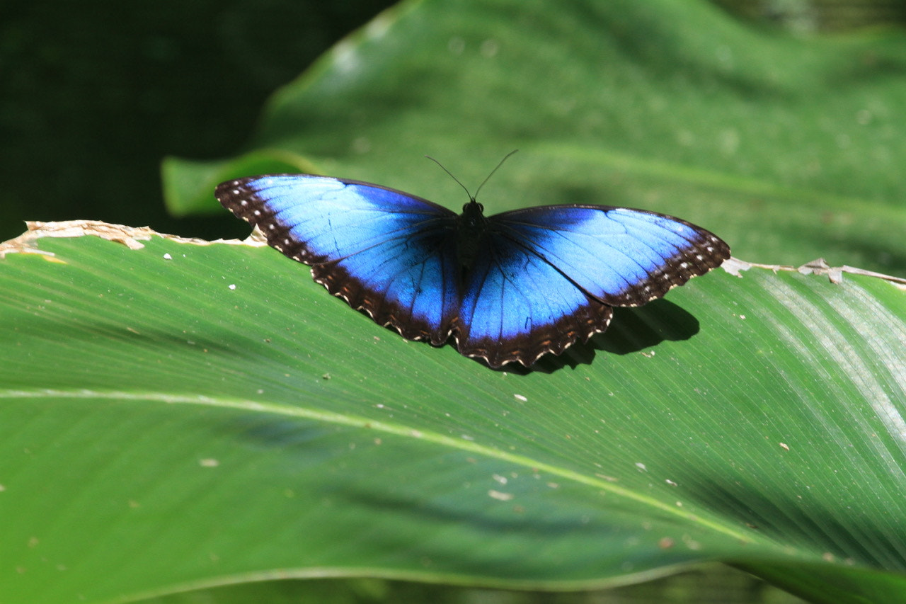 Canon EF 100-400mm F4.5-5.6L IS USM sample photo. Arenal area of costa rica photography