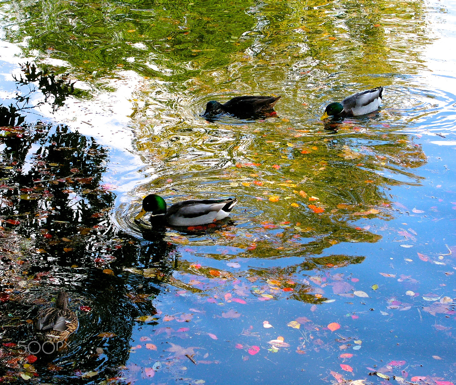 Olympus C5050Z sample photo. Ducks reflecting on autumn photography