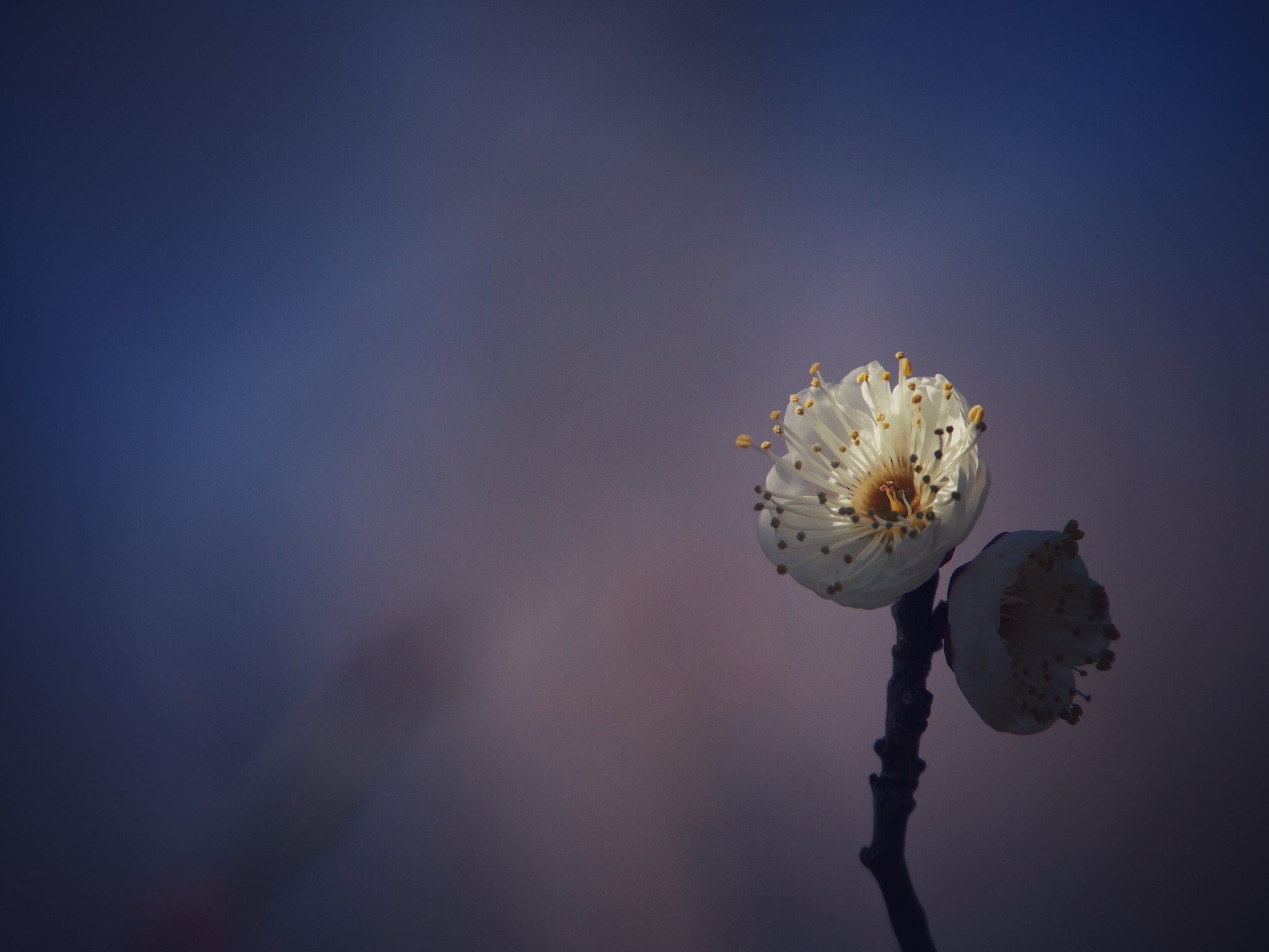 Olympus PEN E-PM2 sample photo. Delight of blooming photography