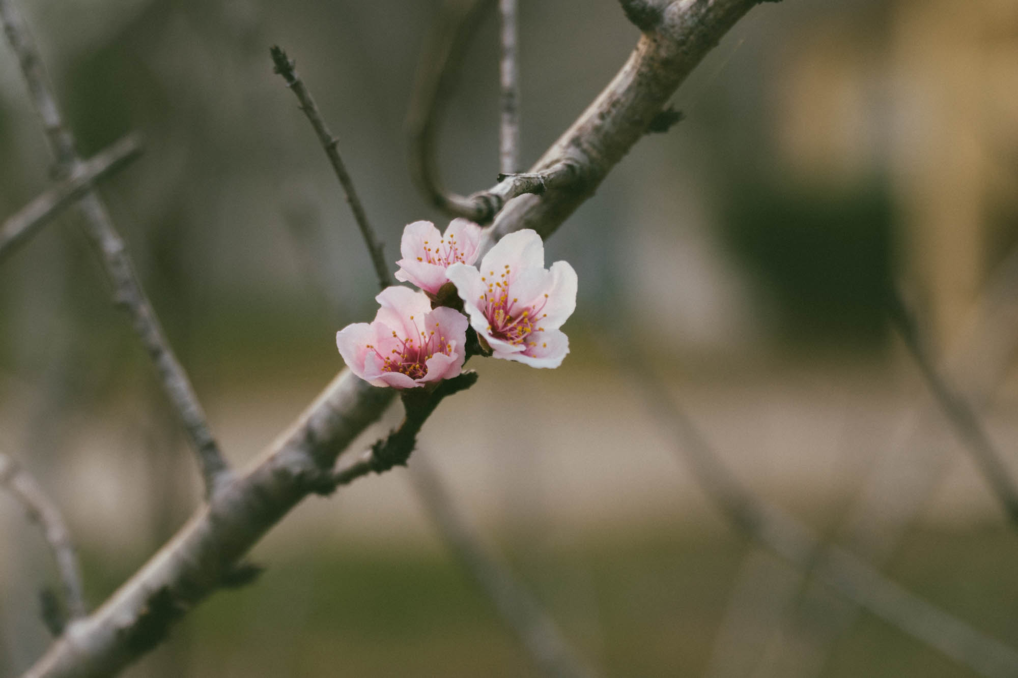 Sony E PZ 18-105mm F4 G OSS sample photo. Spring life photography