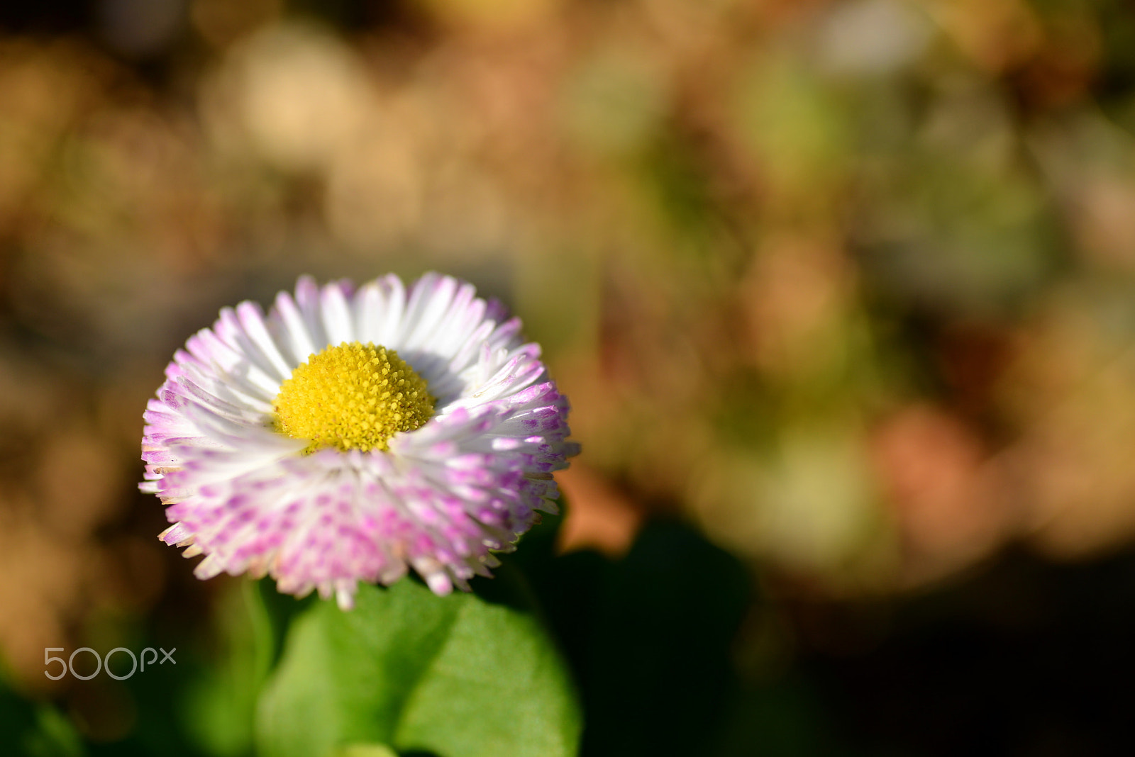 Nikon D600 sample photo. Innocence photography