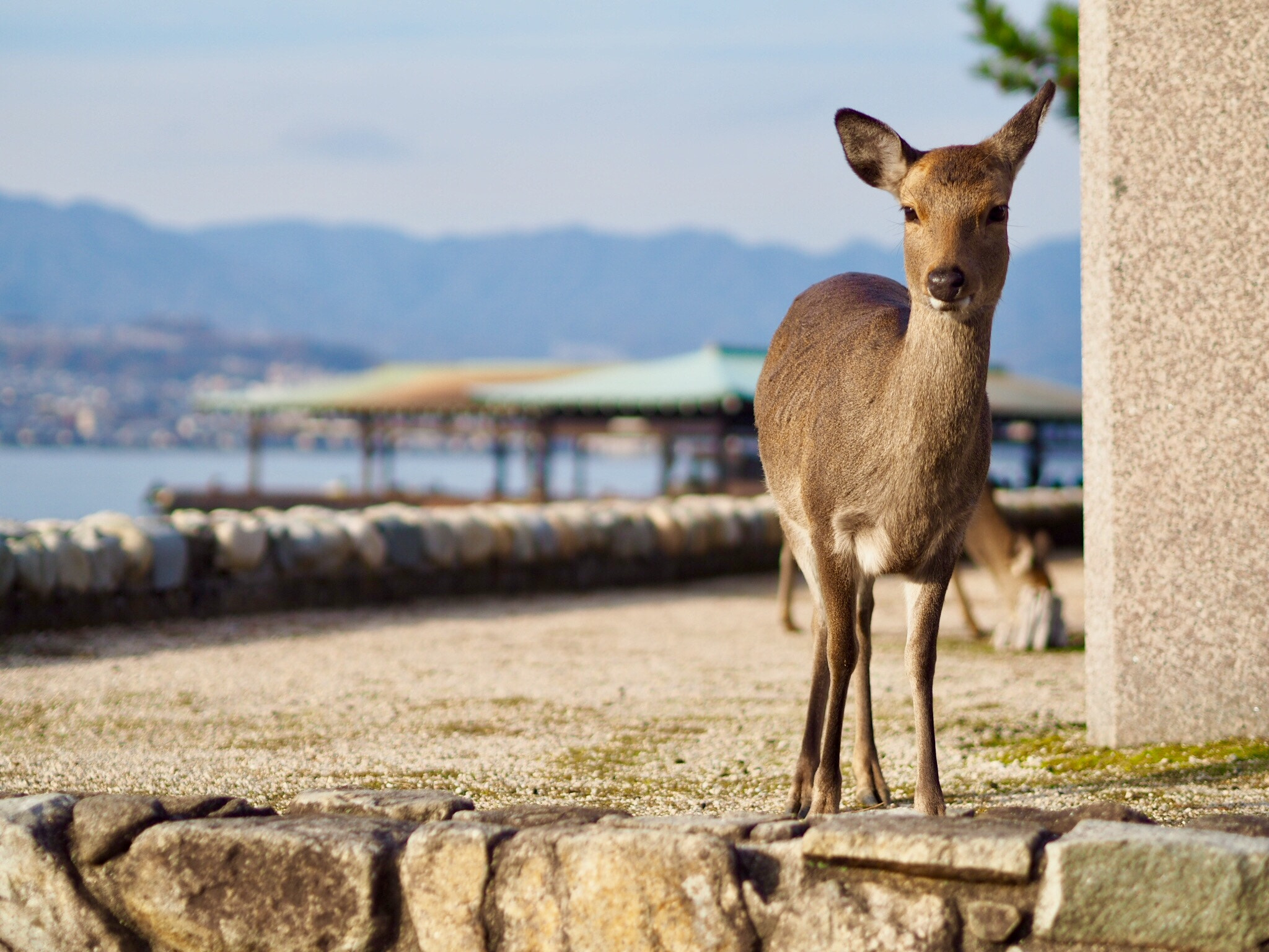 Olympus OM-D E-M10 II + Olympus M.Zuiko Digital 45mm F1.8 sample photo. Deer at miyajima photography