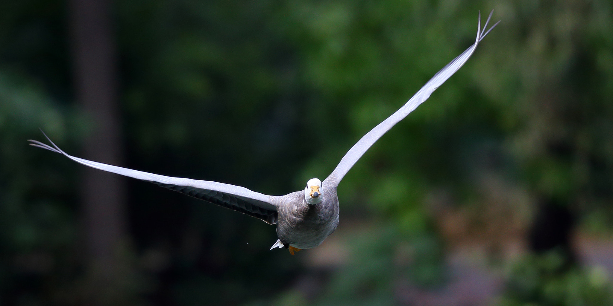 Canon EF 300mm F2.8L IS II USM sample photo. Anser indicus photography