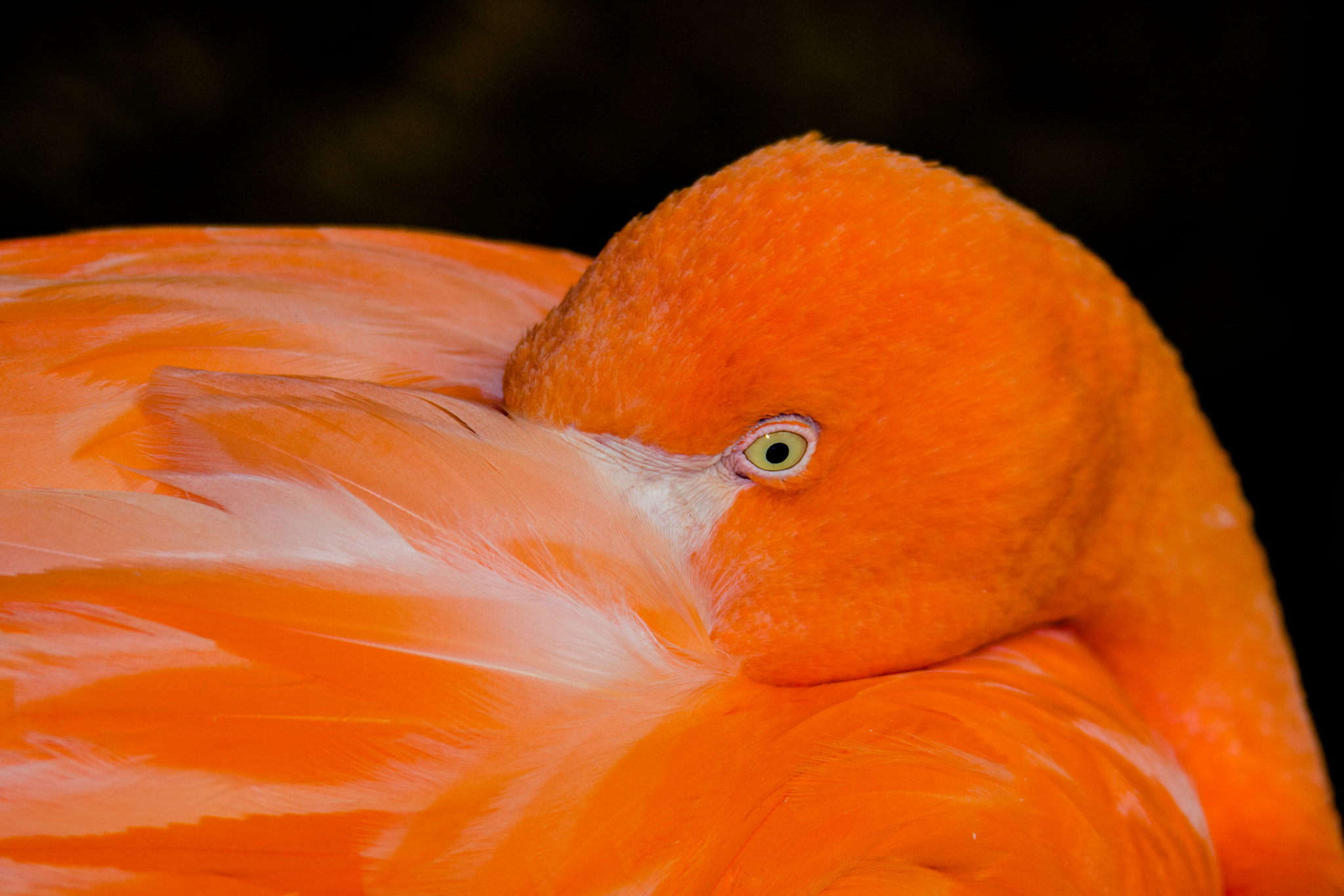 Nikon D7200 sample photo. Flamingo trying to sleep photography