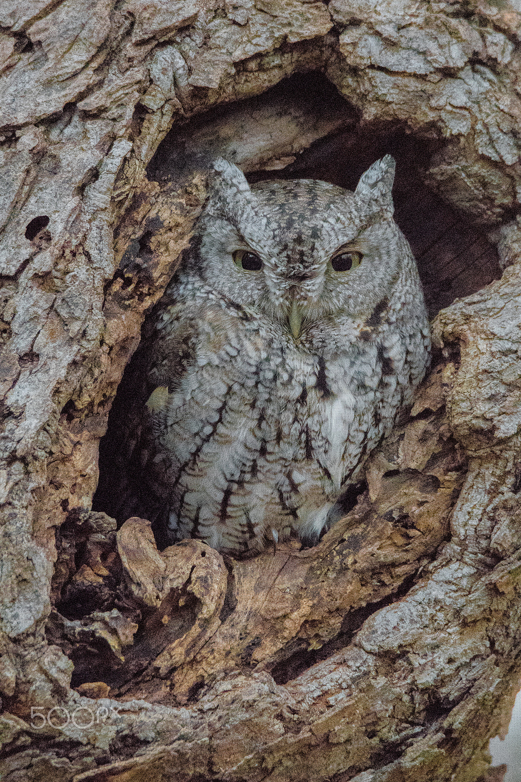 Nikon D500 + Sigma 50mm F2.8 EX DG Macro sample photo. Easter screech owl photography