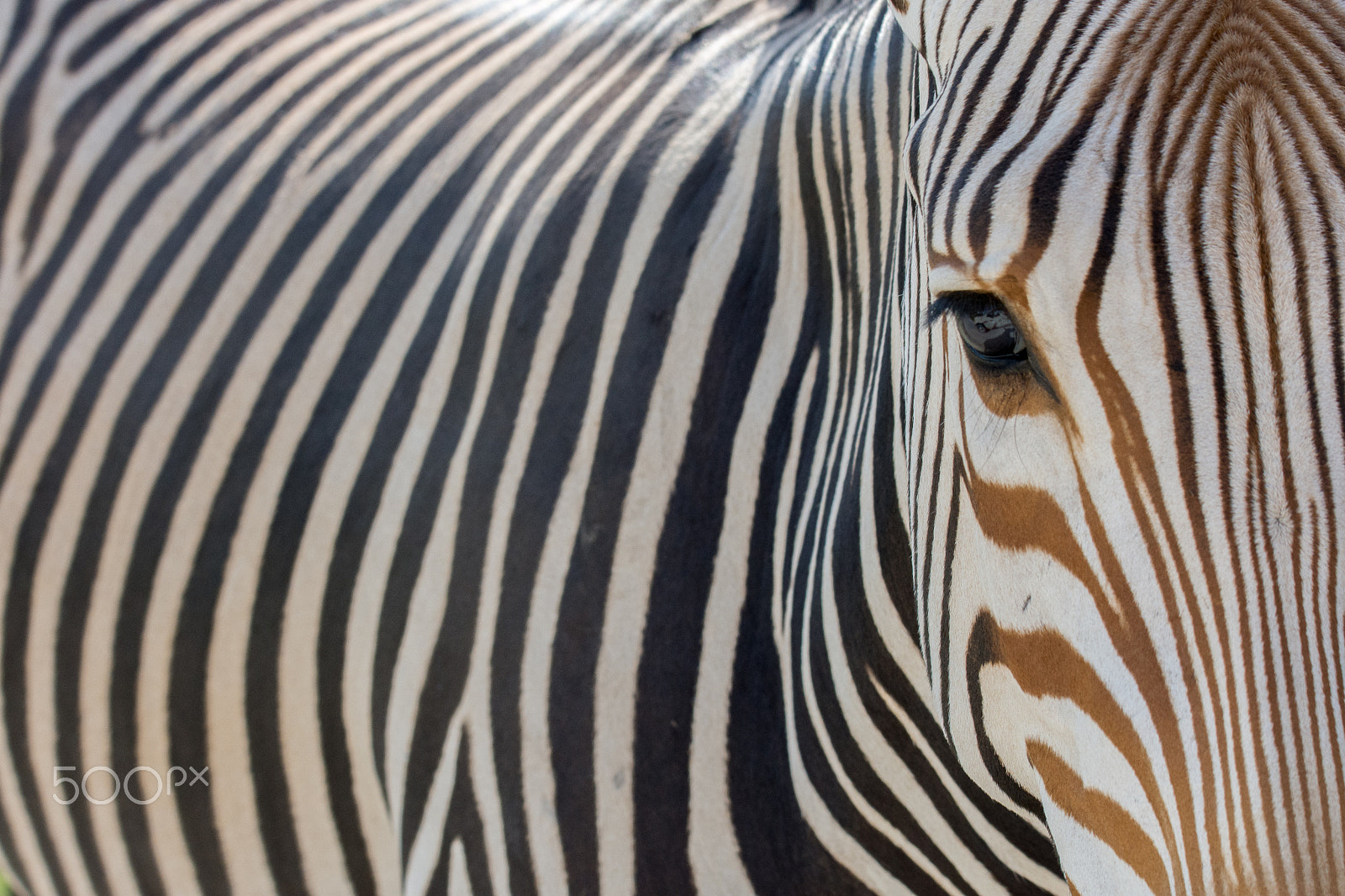 Nikon D7200 + Sigma 150-600mm F5-6.3 DG OS HSM | S sample photo. Zebra eye on you photography