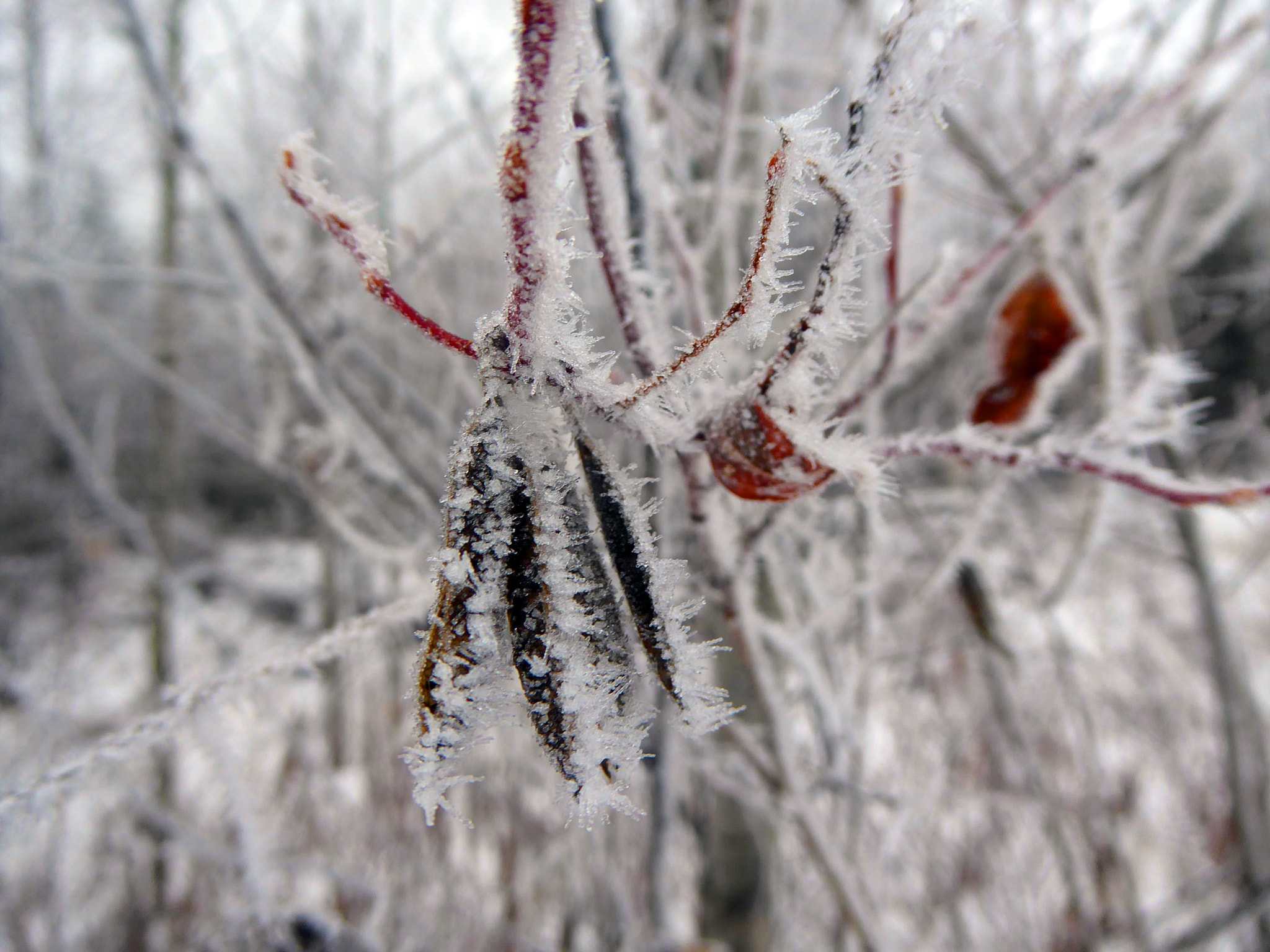 Panasonic Lumix DMC-ZS50 (Lumix DMC-TZ70) sample photo. More frost photography