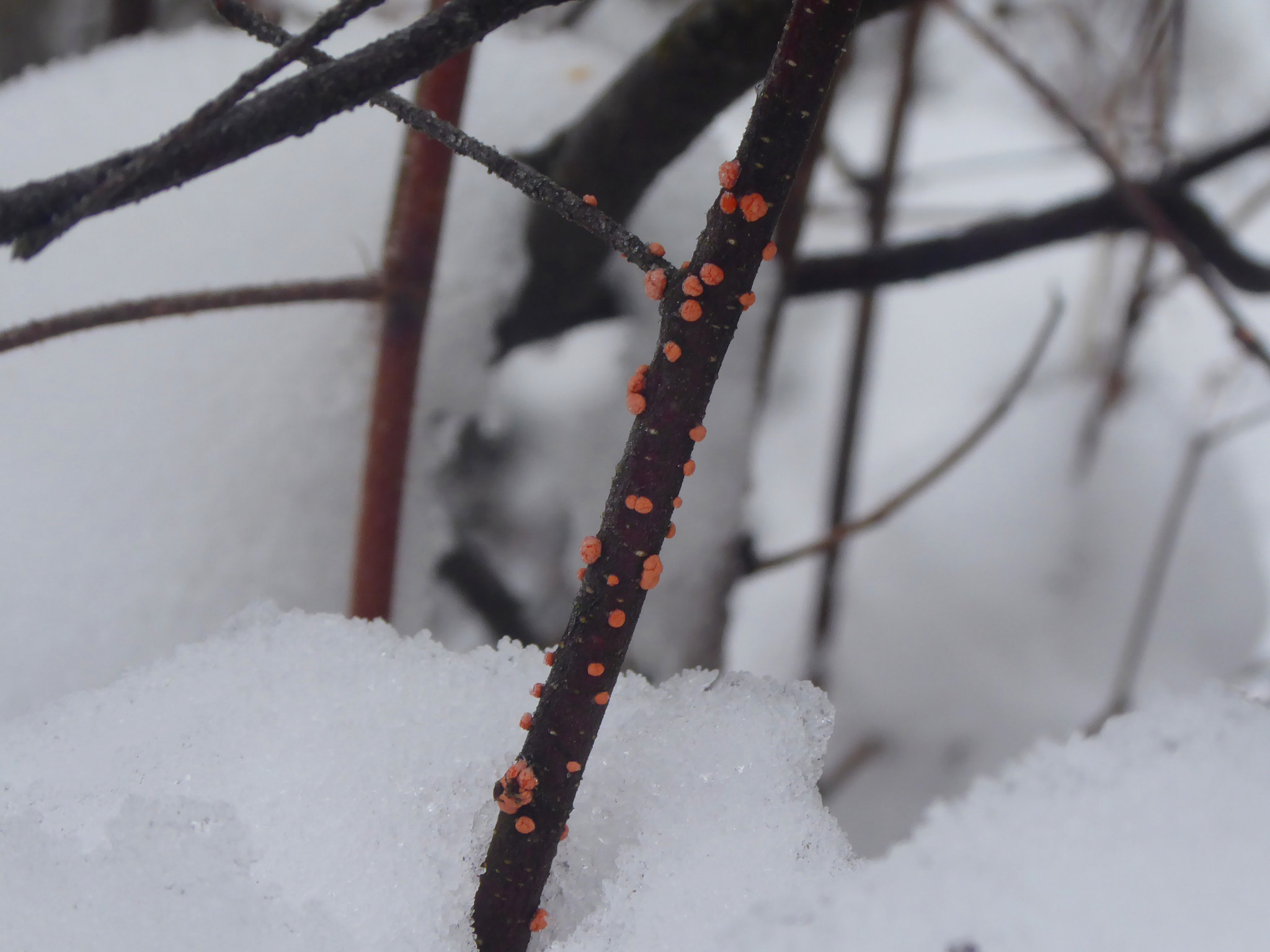 Panasonic Lumix DMC-ZS50 (Lumix DMC-TZ70) sample photo. Shrub in the snow photography